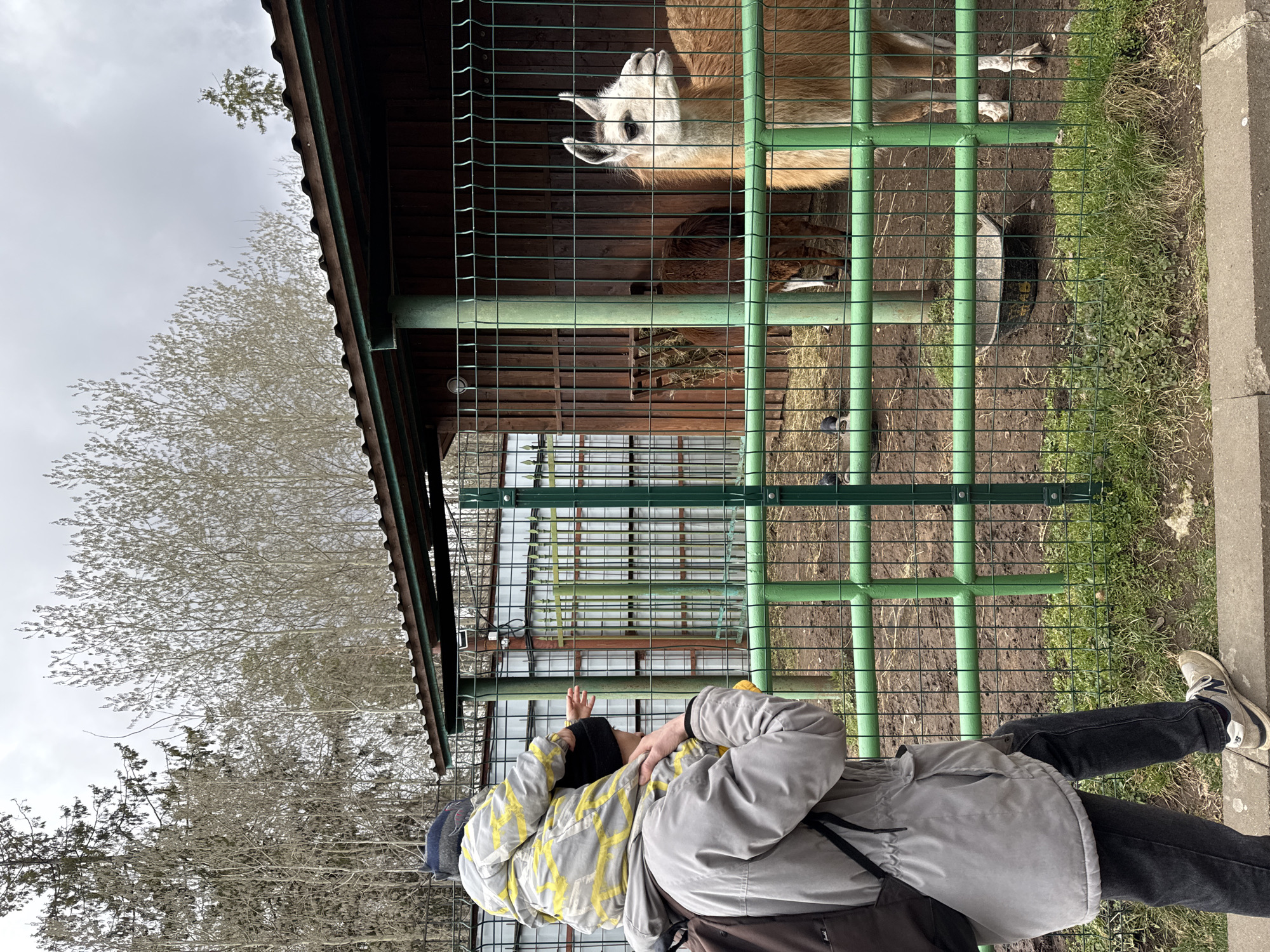 A person wearing a grey jacket, dark pants, and sneakers stands in front of a green metal fence. They are reaching towards an enclosure housing two llamas. The llamas, one light brown and one dark brown, are standing inside the enclosure. The enclosure is partially covered by a wooden structure with a metal roof. Inside the enclosure, there's hay on the floor and a black feeding trough. Outside the enclosure, there's grass and a concrete surface. A bare tree with light-colored branches is visible in the background under an overcast sky. This image appears to have been taken at the Izhevsk Zoo in Izhevsk, Russia.