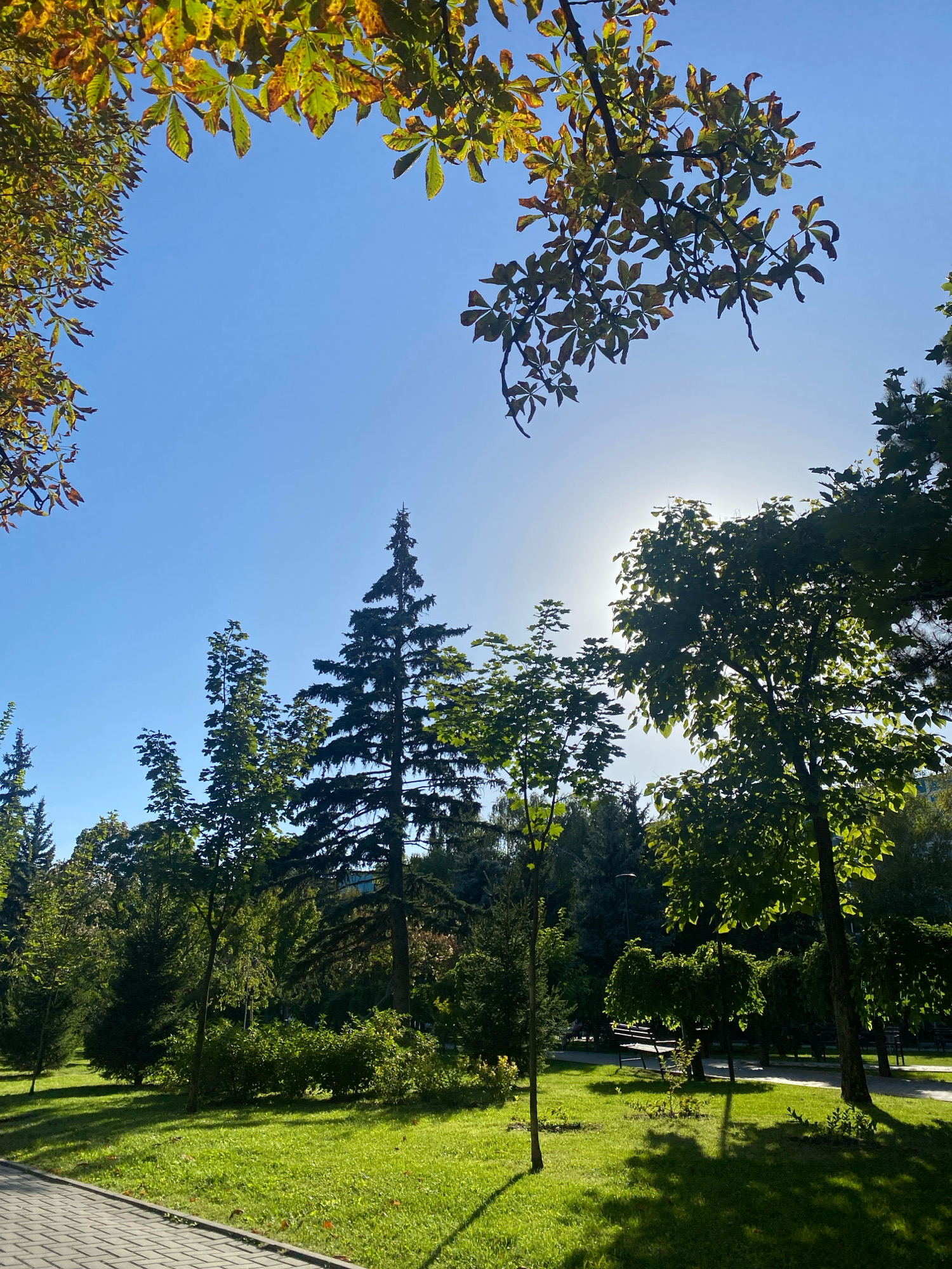 The image shows a park scene in Chișinău, Moldova, under a clear blue sky with the sun partially obscured by tree foliage. In the foreground, a paved pathway made of gray interlocking bricks lines the left side of the frame, bordered by a lush green lawn. The lawn is well-maintained, with dappled sunlight creating shadows from the surrounding trees.
Several trees are visible throughout the park. On the left, a tall evergreen tree stands out. In the center, a group of deciduous trees with vibrant green leaves are prominent, with one particularly tall, dark green evergreen tree behind them. On the right, the sun shines through the leaves of a broad-leafed tree, creating a backlit effect. Further into the park, more trees and bushes create a dense green backdrop.
Benches are visible in the middle ground, suggesting areas for rest and recreation. The overall impression is that of a tranquil and well-kept public park, likely a popular spot for visitors to enjoy nature and relax. The presence of autumn-colored leaves on the branches in the upper left of the frame suggests the season is likely early autumn.