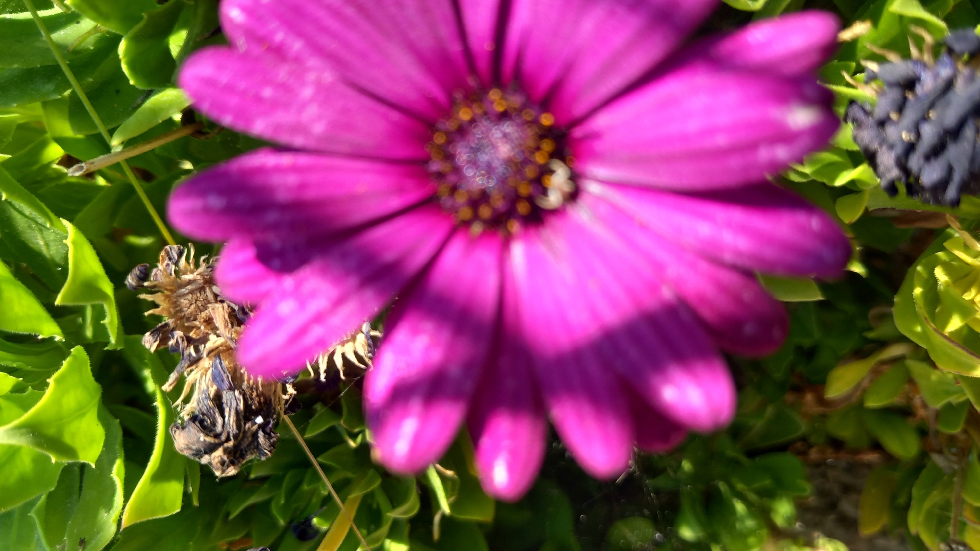 A close-up, high-angle, shallow-depth-of-field shot captures a vibrant pink daisy in full bloom against a backdrop of lush green foliage. The daisy's petals are soft and blurred, with the focus sharpening towards its center, revealing a cluster of tiny yellow-brown stamens. Partially visible to the upper left is a dried, brown seed head, possibly from a previous bloom, and to the lower right, a dark, dried flower head. The sunlight casts soft shadows across the petals, highlighting their delicate texture. The scene appears to be set in a garden or natural outdoor environment, characteristic of the Mediterranean climate found in areas like Άγιος Νεκτάριος, Greece. There are no people or animals present in the image.