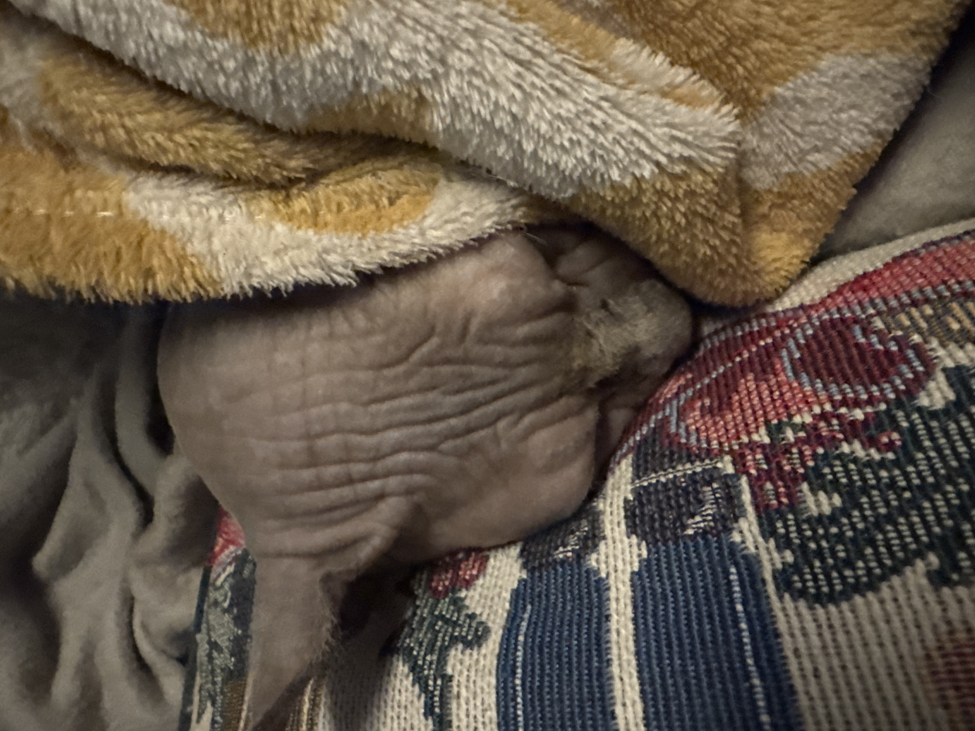 A hairless domestic cat, consistent with a Sphynx breed, rests on and between various textile items. The cat's wrinkled, light brown skin is visible from the mid-back to the lower body, with its head and front paws largely obscured by a plush blanket. This blanket, positioned to the cat's right, features a shaggy texture with alternating yellow-orange and white stripes. Beneath and to the cat's left is a woven fabric, possibly upholstery or another blanket, displaying a pattern of blue, red, and white threads. A plain grey fabric is visible in the upper-left background. The scene depicts a quiet, indoor environment, likely a bed or sofa. The location in the city of Unknown, Unknown, is indeterminate from the provided visual information.