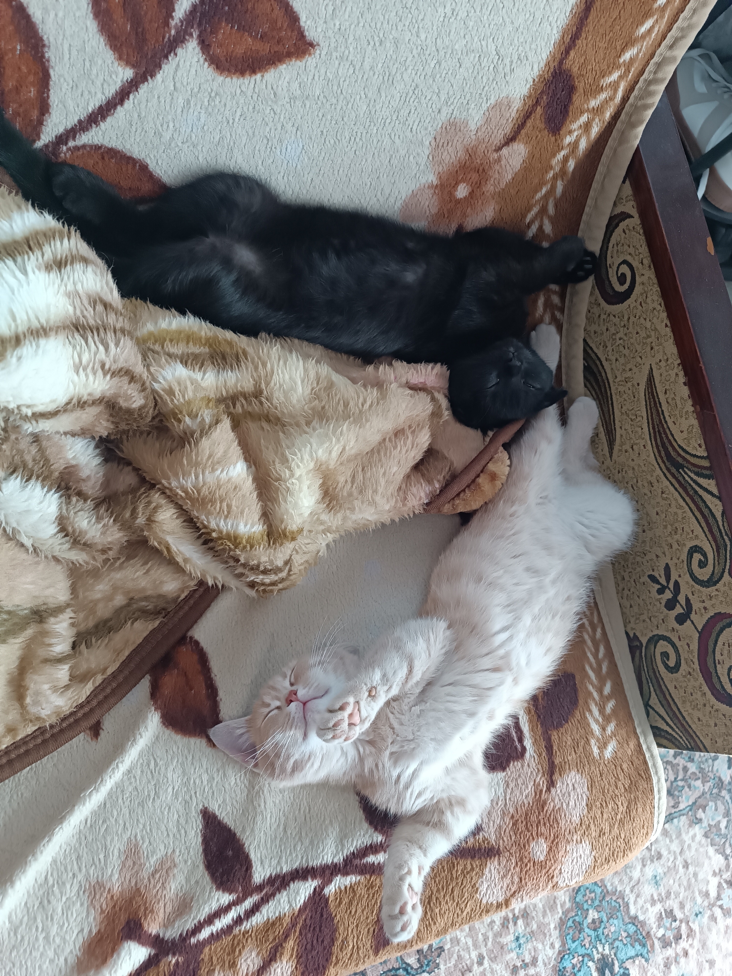 In Coșnița, Moldova, two cats are sleeping on a blanket. A black cat is on top of a cream-colored blanket, with its belly exposed. Underneath the black cat, a black kitten is also sleeping. A light-colored cat is stretched out on a floral patterned blanket to the right of the black cats, with its paws curled and its eyes closed. The blanket has a brown and white floral pattern. The scene appears to be indoors, likely in a home, given the presence of the cats and blankets.