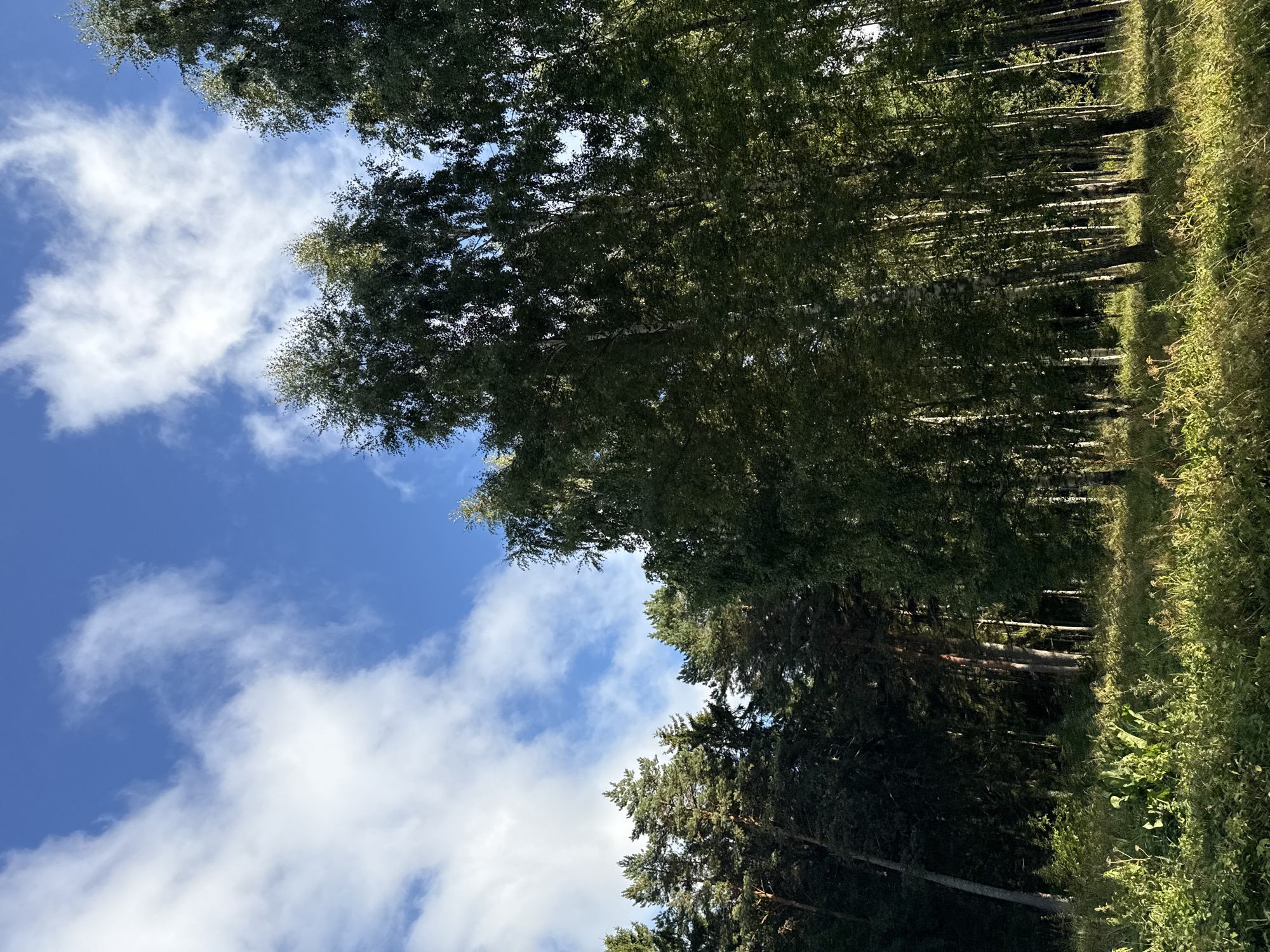 The image depicts a dense forest with tall trees, primarily birch and pine, under a blue sky with scattered white clouds. The sun is casting light and shadows through the foliage, illuminating patches of the forest floor and the undergrowth. The foreground shows lush green grass and some wildflowers. The scene appears to be a natural landscape, possibly a park or a wooded area on the outskirts of a populated area. Based on the location provided, this scene is in Harkujärve, Estonia, a municipality known for its natural landscapes and proximity to forests. There are no people or man-made structures visible in the image, suggesting a tranquil, unpopulated natural environment.
