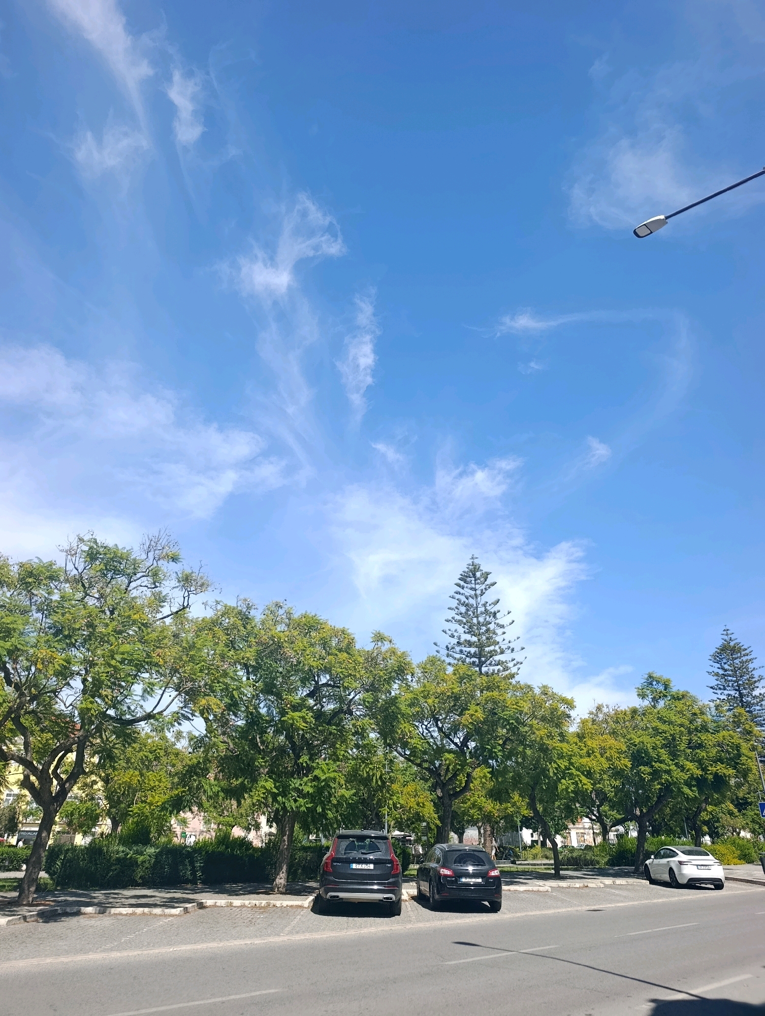 This is a vertical, eye-level, outdoor shot of a parking area in Setúbal, Portugal, on a clear day with sparse wispy clouds. The scene is dominated by a bright blue sky with thin, white cirrus clouds. In the upper right quadrant, a street light on a pole is visible.
In the middle ground, a line of mature green trees forms a canopy over a paved parking area. The trees have dense foliage and some appear to have seed pods. Between the trees, some buildings with yellow and white facades are partially visible. To the right of the trees, two tall pine trees rise above the deciduous trees.
In the foreground, the paved parking area is bordered by a sidewalk with stone-like edging. Several cars are parked. From left to right, a dark-colored SUV, a black hatchback, and a white sedan are visible. The cars are stationary. The ground is paved with light gray cobblestones and asphalt. Shadows are cast on the ground, indicating a sunny day. The overall atmosphere is peaceful and urban, with nature integrated into the city landscape.