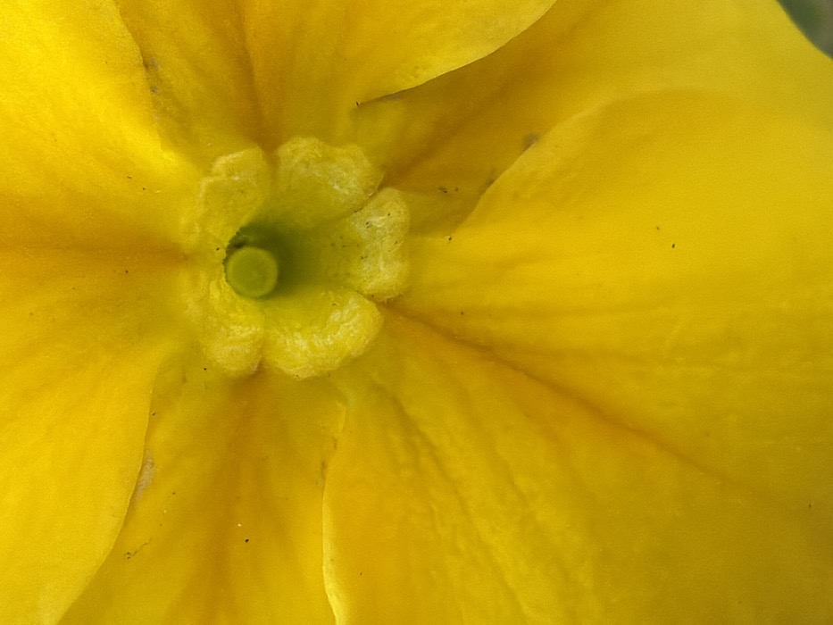 The image is a highly magnified, close-up shot of the center of a vibrant yellow flower. The composition focuses tightly on the core of the blossom, showcasing its intricate details and rich color.
At the very center of the flower, there is a distinct, small, circular structure with a smooth, bright greenish-yellow hue, likely the stigma or part of the pistil. Surrounding this central green circle is a cluster of lighter yellow, textured, almost bumpy structures, which appear to be the anthers or stamens of the flower. These structures form a somewhat irregular, cup-like ring around the central point.
Radiating outwards from this core are the large, broad petals of the flower, filling the entire frame. The petals are a rich, uniform yellow, with slight variations in shade that create depth and highlight their natural folds and curves. Some areas of the petals exhibit subtle, fine lines or veins, particularly noticeable in the lower right portion of the image, suggesting the delicate structure of the plant tissue.
Throughout the petals and on the textured central elements, small, dark, granular specks are visible. These could be pollen grains, dust, or tiny particles resting on the flower's surface. The lighting appears soft and even, highlighting the bright color and delicate textures without harsh shadows, giving the flower a fresh and luminous appearance. The image captures the natural beauty and micro-details of the flower's reproductive parts. No people, discernible activities, or text are visible in the image.