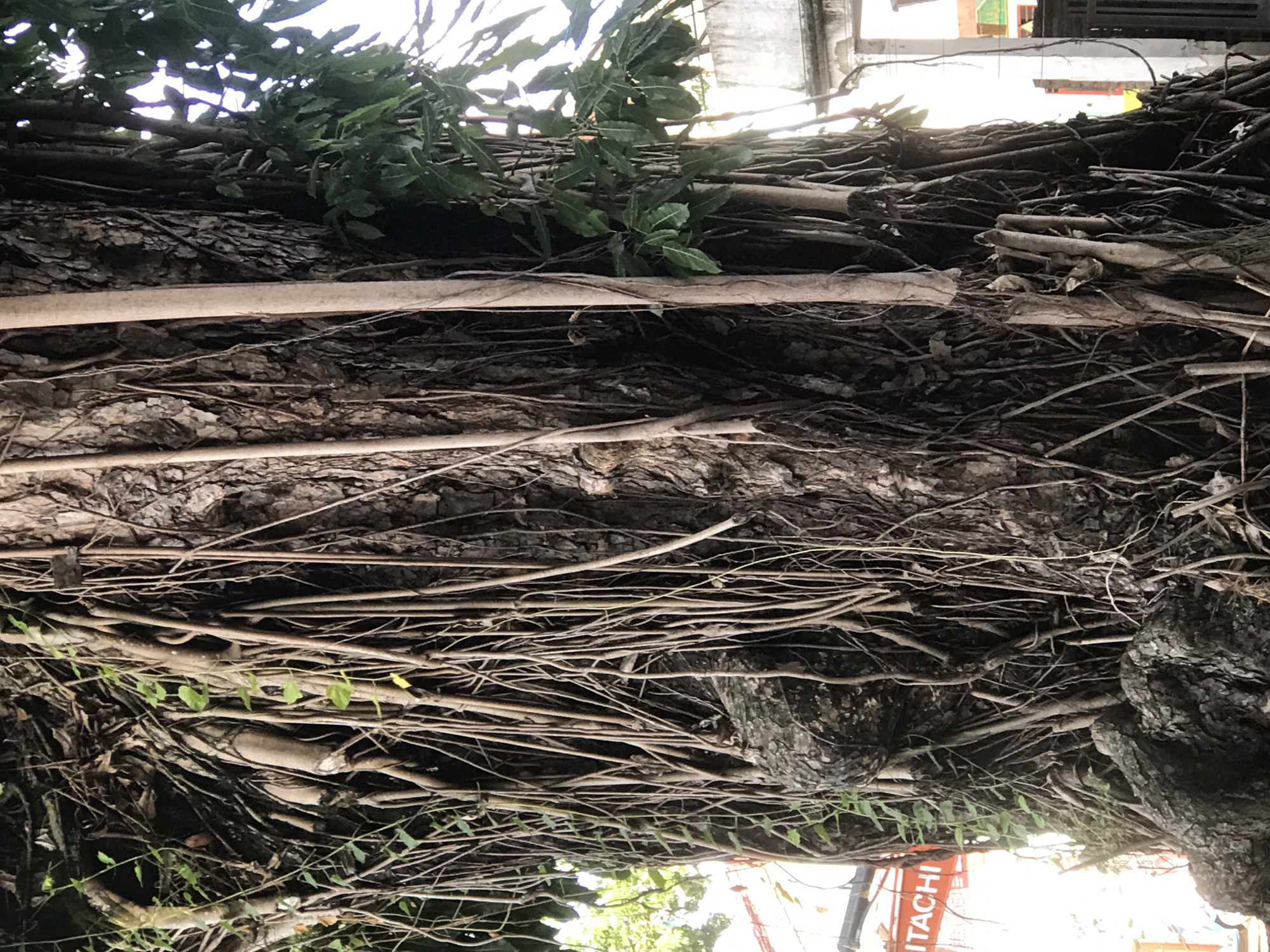The image shows a close-up of the trunk of a large tree covered in vines and roots. Two planks of wood are resting horizontally against the trunk. Green leaves are visible at the top of the frame. The base of the trunk is slightly blurred, with a glimpse of an orange Hitachi construction vehicle in the background. The location is Lhokseumawe, Indonesia.