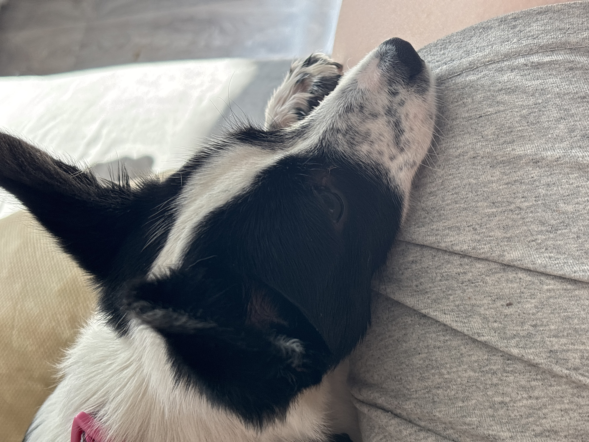 A close-up shot of a black and white dog resting its head on a person's gray shirt. The dog has predominantly black markings around its ears and eyes, and white fur with black spots on its muzzle. The background includes a neutral-colored couch or surface. The location, Chaikovsky, Russia, is irrelevant to the visual content of the image.