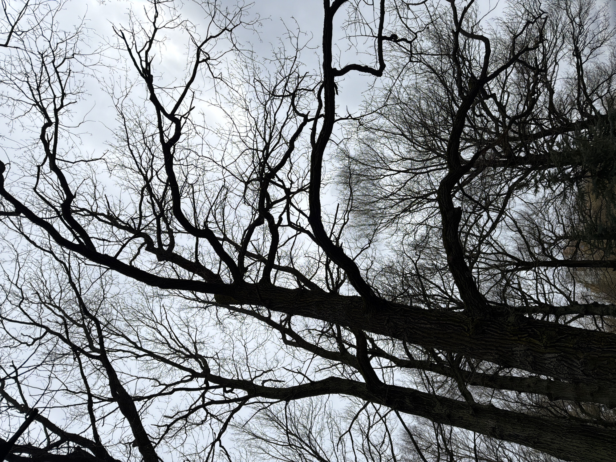 This low-angle photograph captures the dense, bare canopy of several deciduous trees silhouetted against an overcast, light grey sky. The intricate network of dark, leafless branches and twigs dominates the frame, creating a stark, organic pattern. Thick tree trunks and major branches, displaying textured bark with visible ridges and grooves, cross the view from various angles, suggesting an upward perspective from beneath the trees. Numerous finer branches extend into the sky, filling the spaces between the larger limbs. The absence of foliage indicates a season such as late autumn, winter, or early spring. The sky is uniformly cloudy, signifying an overcast daytime with diffused natural light. No people, artificial objects, or visible text are present in the image. The scene presents a natural, quiet landscape. This setting is located in Khimki, Russia.