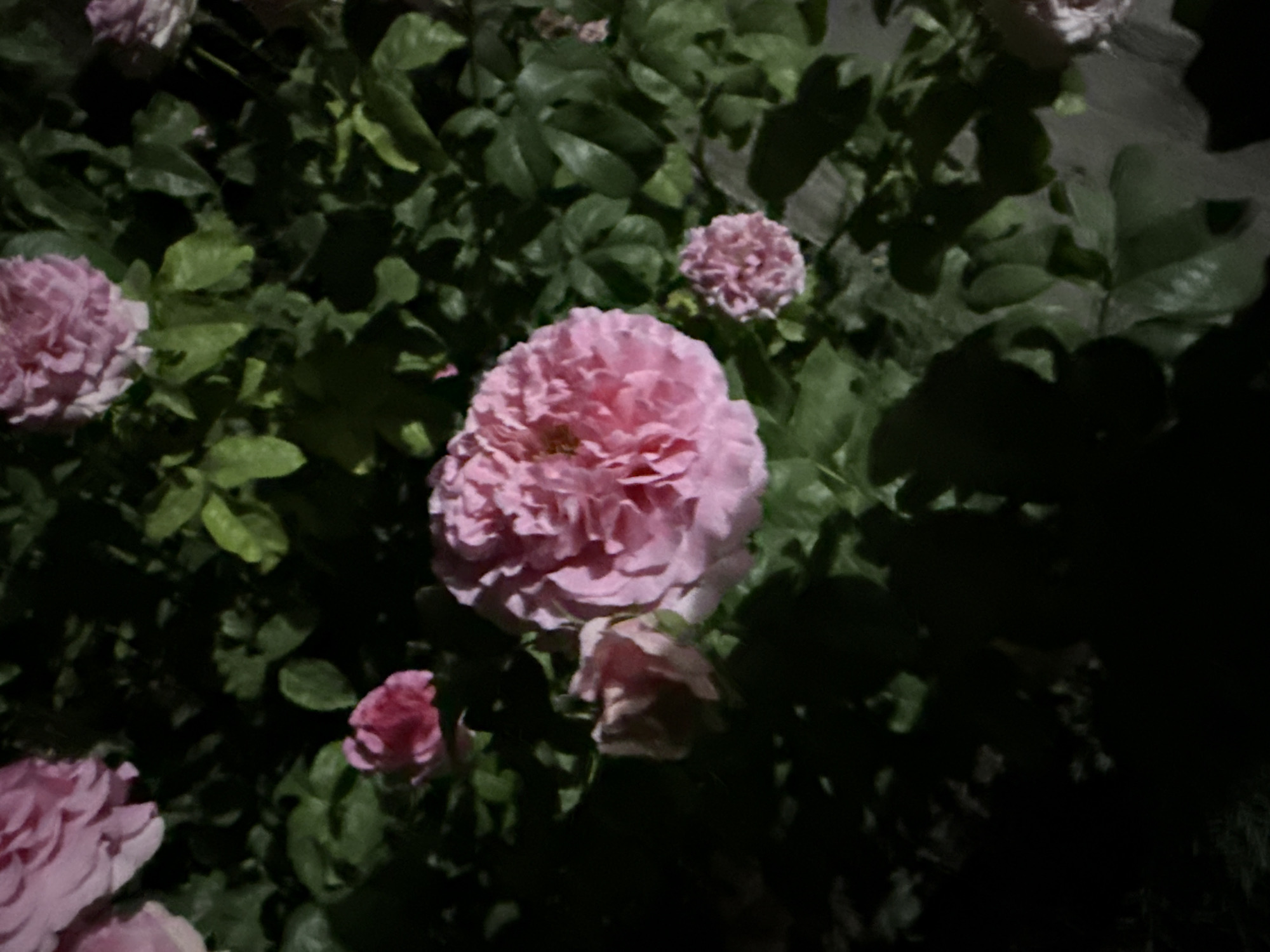 A cluster of pink roses is in bloom, surrounded by dark green foliage. The lighting suggests it is nighttime, with some areas of the scene illuminated and others cast in deep shadow. The image is taken from a close-up perspective, focusing on the textures and details of the rose petals and leaves. The overall impression is one of natural beauty captured in low-light conditions. There is no information within the image to indicate the location in Vostok, Kyrgyzstan.