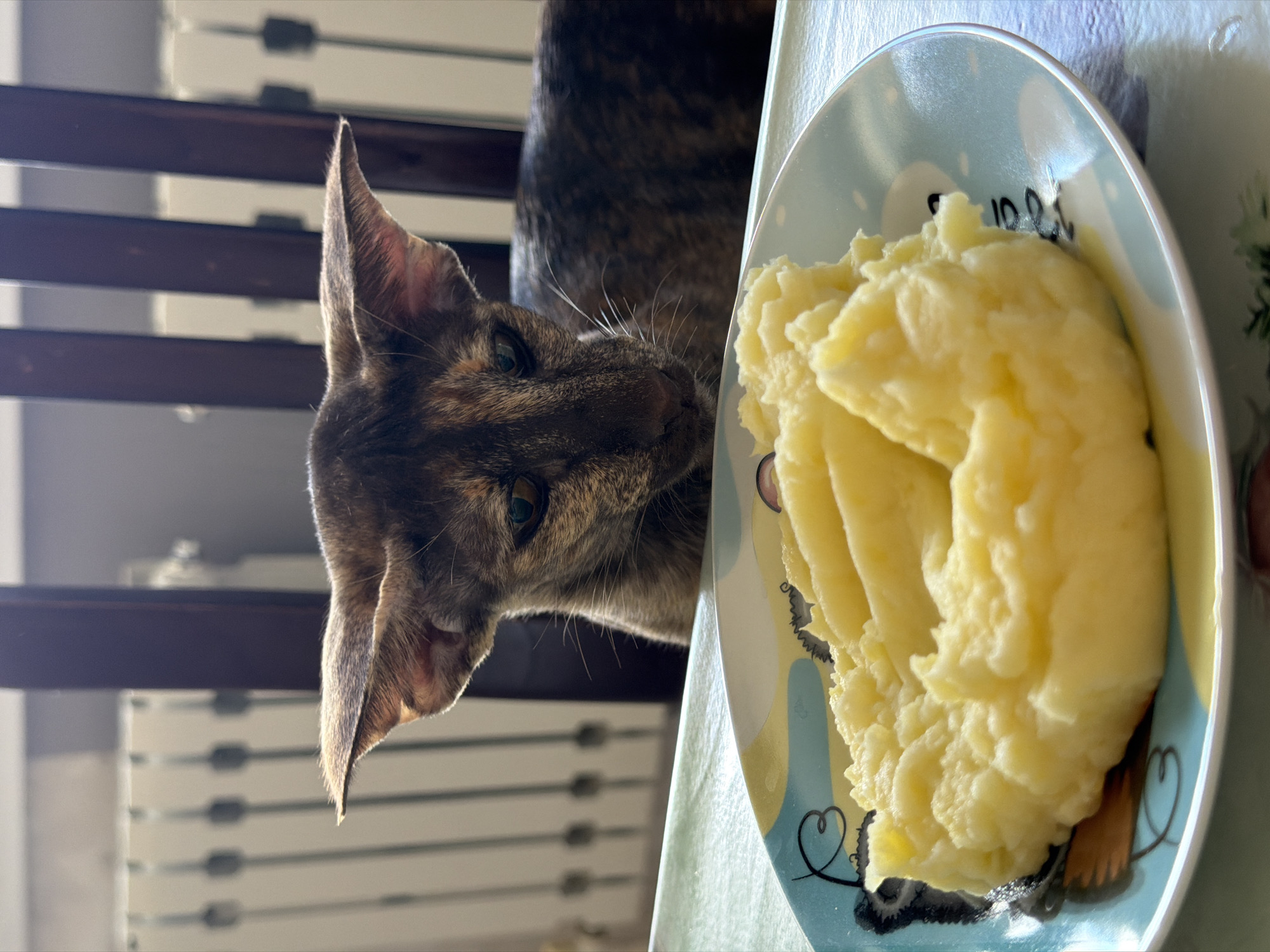 A tortoiseshell Oriental Shorthair cat is investigating a plate of mashed potatoes on a table. The background includes a wooden chair and possibly window blinds. While the city of Chaikovsky, Russia, may be the location, this cannot be definitively confirmed from the image alone.