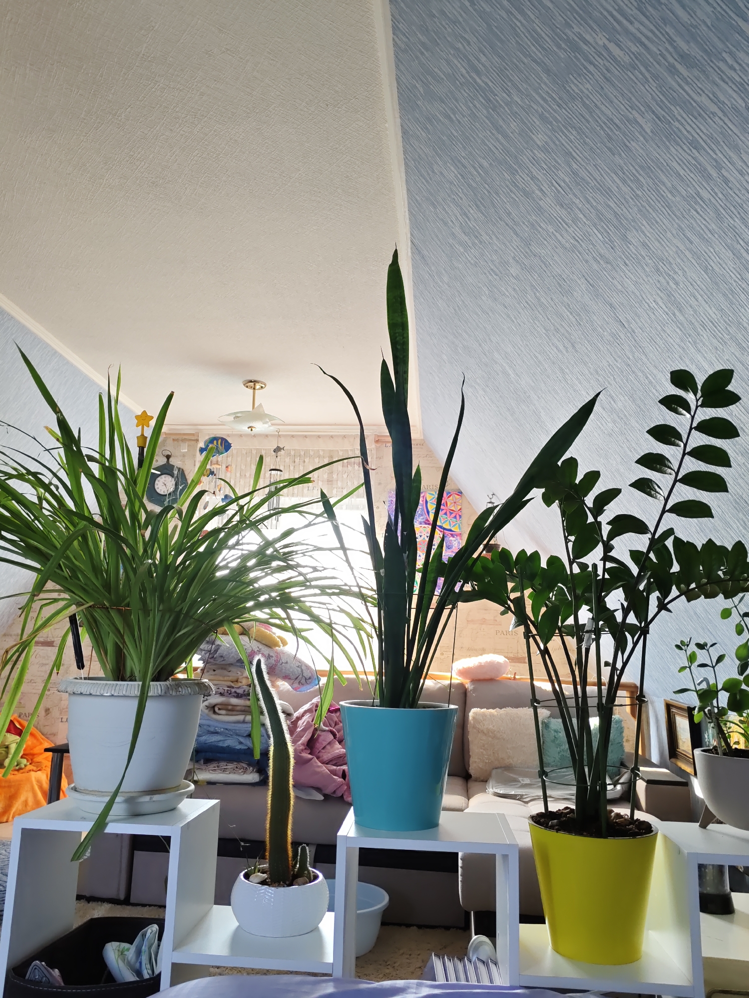 The image shows an indoor scene with several potted plants displayed on white shelves. In the foreground, a large, bushy green plant is in a white pot on the left. To its right, a tall, slender cactus is in a white pot. Further to the right, a snake plant with long, upright leaves is in a turquoise pot, and a ZZ plant with glossy, dark green leaves is in a bright yellow pot. Behind the plants, a sofa with cushions is visible, and in the background, a ceiling with a light fixture and a clock are present. The overall environment appears to be a living space. The image is consistent with an indoor setting in Rostov, Russia, though specific identifying features for Rostov are not definitively present within the provided visual information.