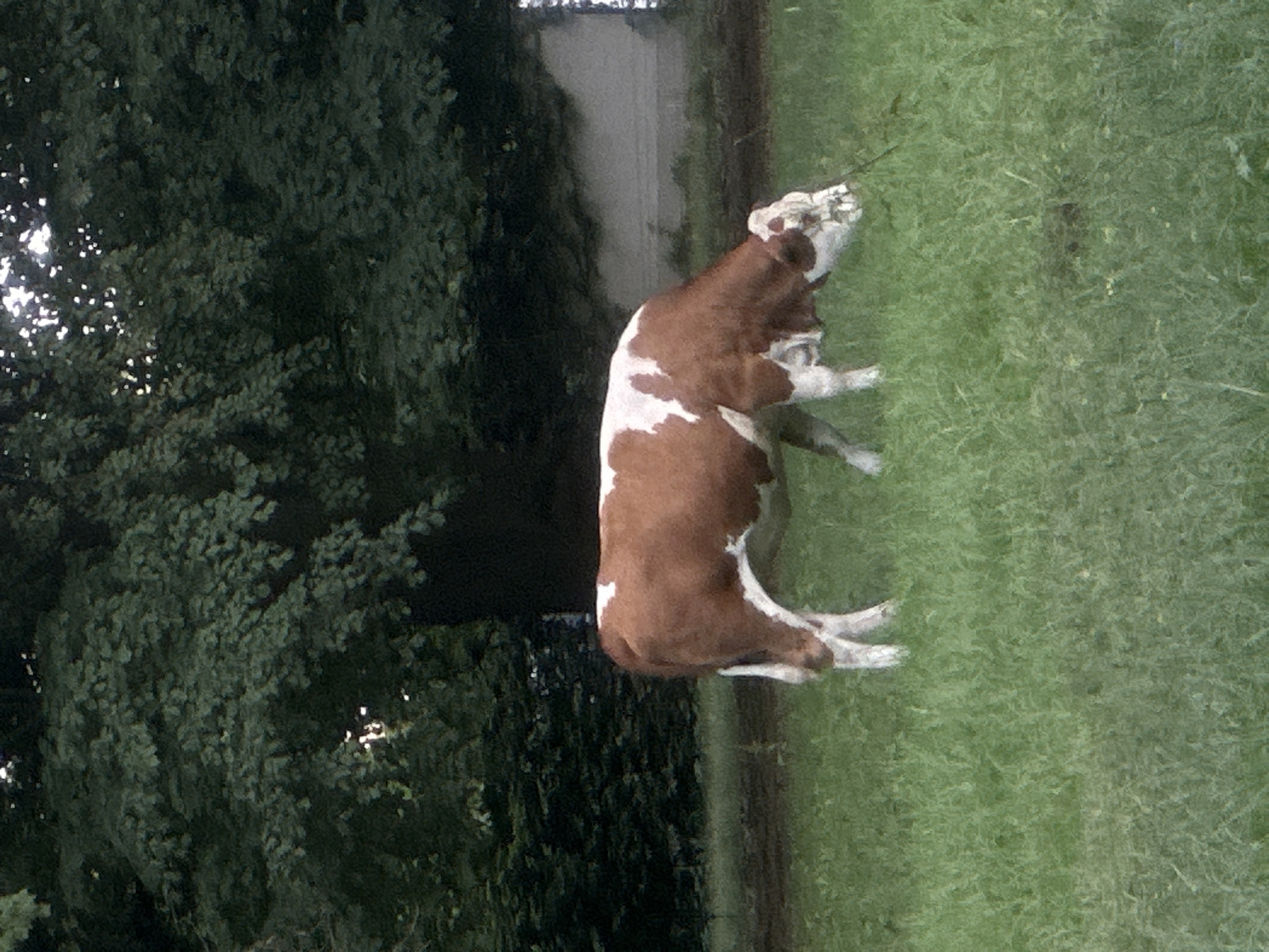 A brown and white cow is grazing in a grassy field. Behind the cow, there is a dense green forest. In the background, a light-colored wall can be seen, with some dark structures on the right side of the image. The lighting suggests it is daytime, possibly late afternoon or early evening, given the soft light filtering through the trees. The environment appears to be rural or a park area within the city of Günzburg, Germany. The cow is the sole subject in the foreground and is actively engaged in eating grass.