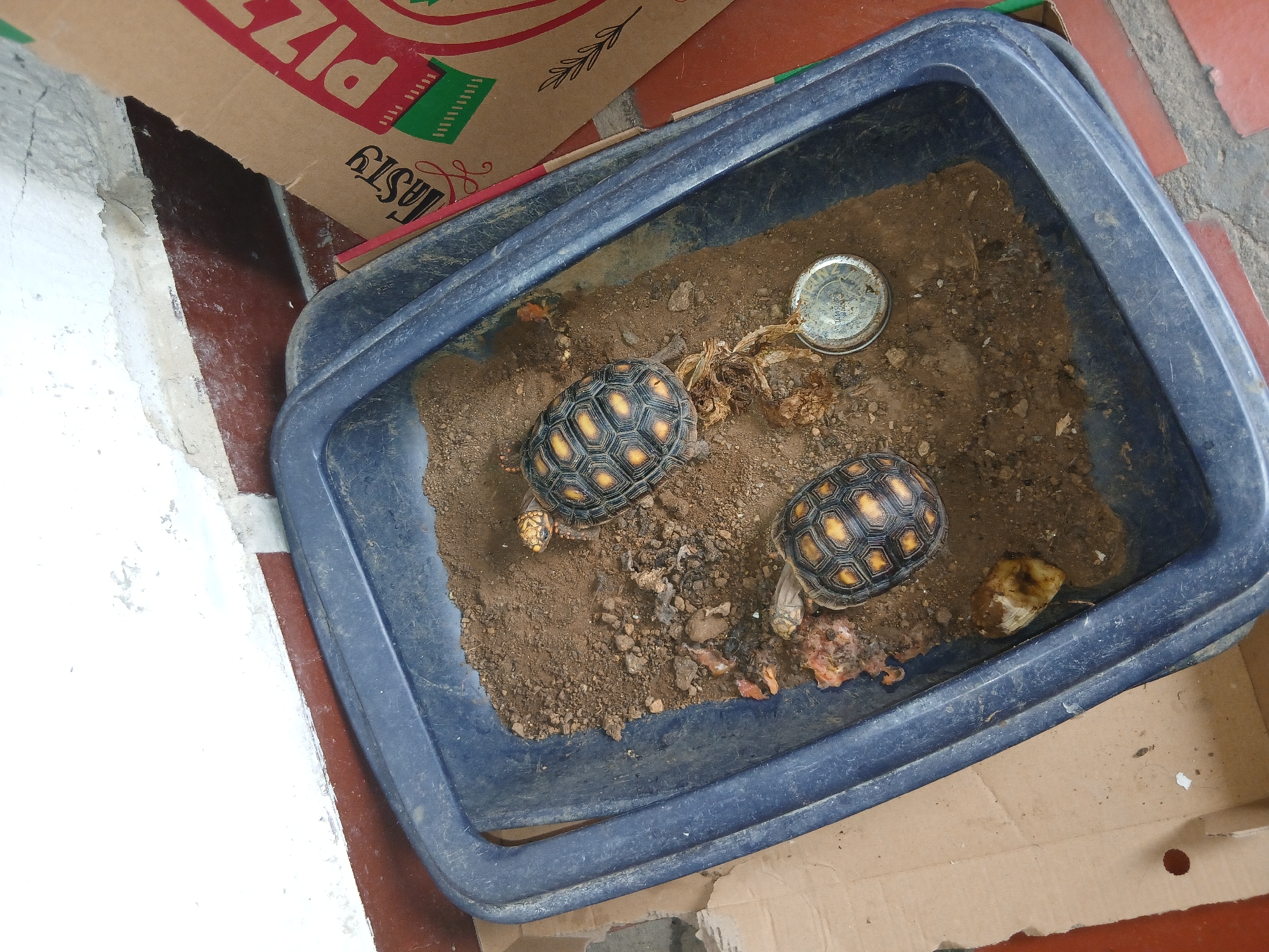 The scene depicts two juvenile yellow-footed tortoises in a dark blue plastic bin, partially filled with dark brown soil, within an indoor/outdoor area. The bin is positioned near a white wall and a cardboard pizza box. The tortoises are surrounded by scattered pieces of food and a metal jar lid is nearby. The location is likely Juan Griego, Venezuela.