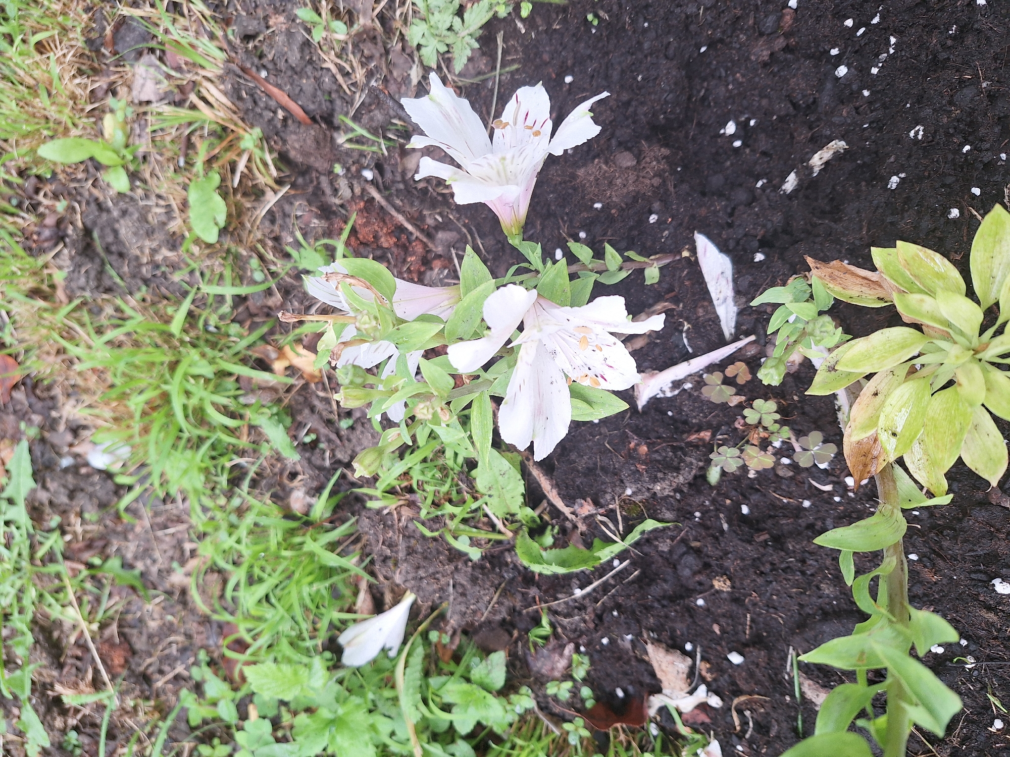 This image depicts a close-up view of a garden bed in Zeda Sazano, Georgia. The ground is dark, rich soil, with patches of green grass and various plants scattered throughout. In the foreground and center, a cluster of white alstroemeria flowers are in bloom. The flowers have delicate petals with some red speckling. Some of the flowers appear to be wilting, with petals detached and scattered on the soil. A small, light green plant with broad leaves is also visible in the lower left corner. The overall scene suggests a natural, somewhat unkempt garden environment.