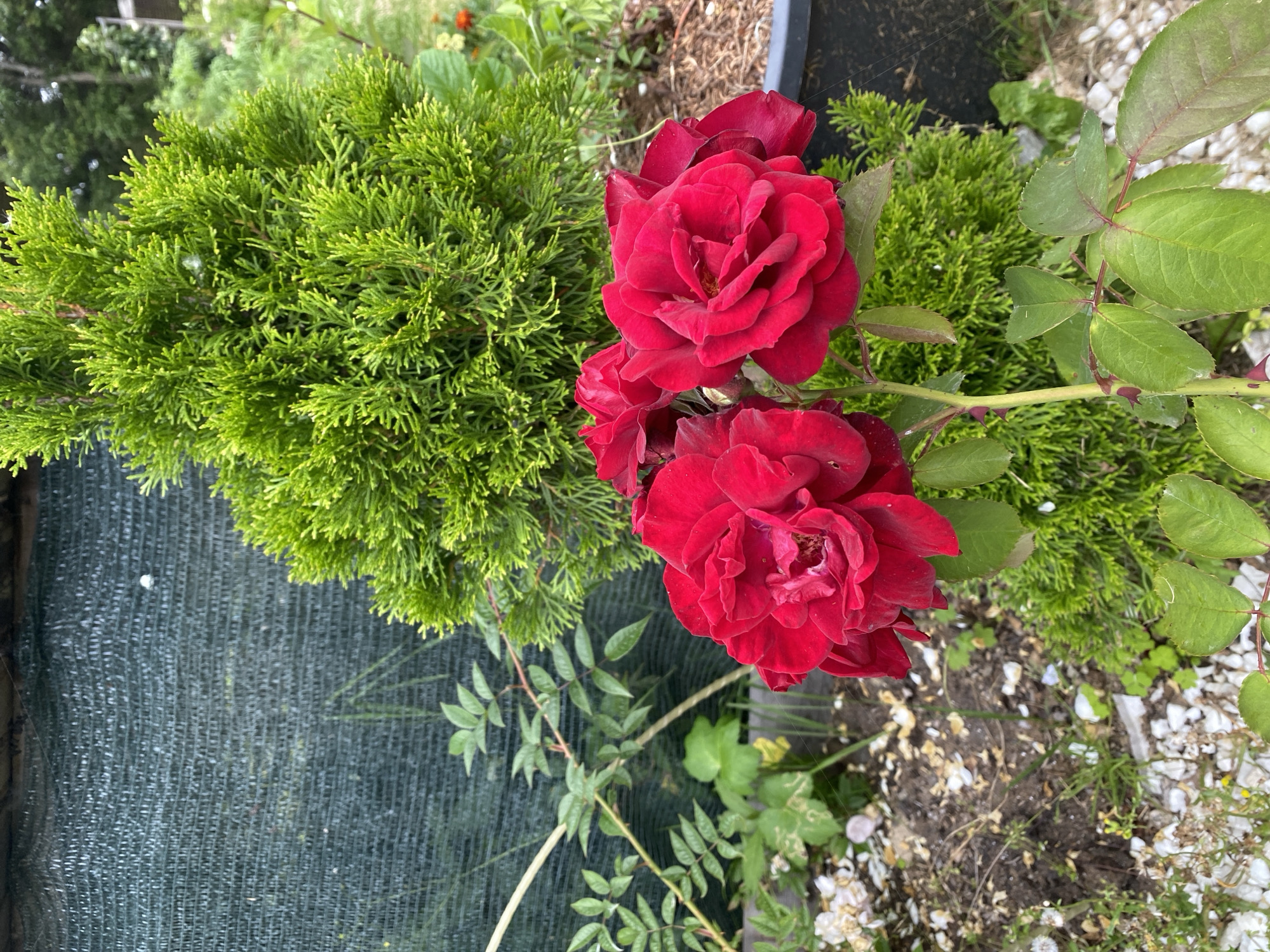In Tret'ya Pad', Russia, a close-up shot captures a cluster of deep red roses in the foreground, their petals unfurling in the daylight. Behind the roses, a vibrant green conifer tree stands tall, its foliage densely packed. The background is partially obscured by a dark green mesh fence, adding a touch of depth to the garden scene. The ground beneath the plants is a mix of soil, gravel, and fallen white petals, suggesting a well-tended outdoor space. The lighting indicates it is daytime, casting natural light on the subjects.