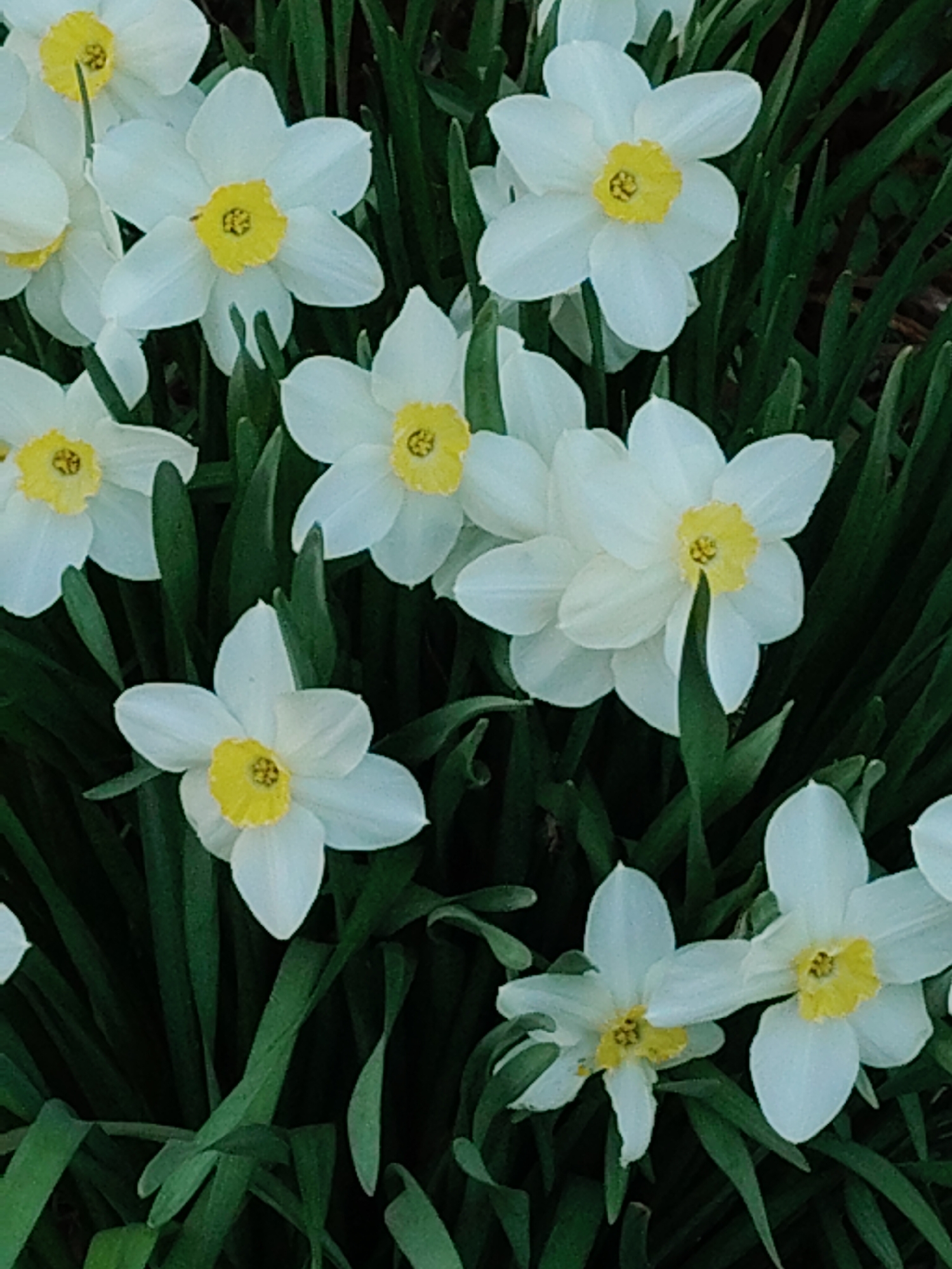 The image depicts a cluster of white daffodils with yellow centers, surrounded by green foliage. The location appears to be outdoors, likely in a garden or natural setting. The focus is on the flowers, capturing their delicate petals and vibrant colors. No people or other objects are visible.