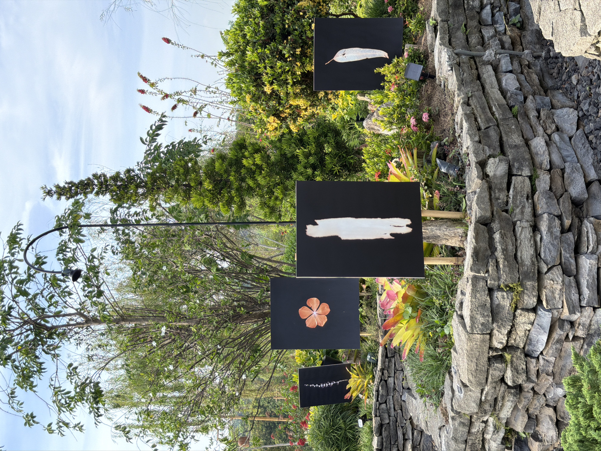 The image depicts an outdoor art exhibition in a garden setting. Four black rectangular canvases, each displaying a close-up image of a natural element, are positioned on wooden stands. From left to right, the canvases show a tall, thin plant structure, a single orange flower with five petals, a vertical white brushstroke-like form, and a light-colored feather or leaf. These artworks are arranged within a walled garden bed constructed from natural stone. Lush greenery, including vibrant bromeliads with pink and yellow foliage, small pink flowers, and various shrubs and trees, surrounds the display. A tall, slender evergreen tree stands behind the artworks, and a curved metal pole with a light fixture extends from the background. The sky is visible above, with scattered clouds. The garden appears to be well-maintained and offers a serene, natural environment for the art. The scene is illuminated by natural daylight. There are no people visible in the image. The location is described as the garden of the Museum Airlangga, Kediri, Indonesia.