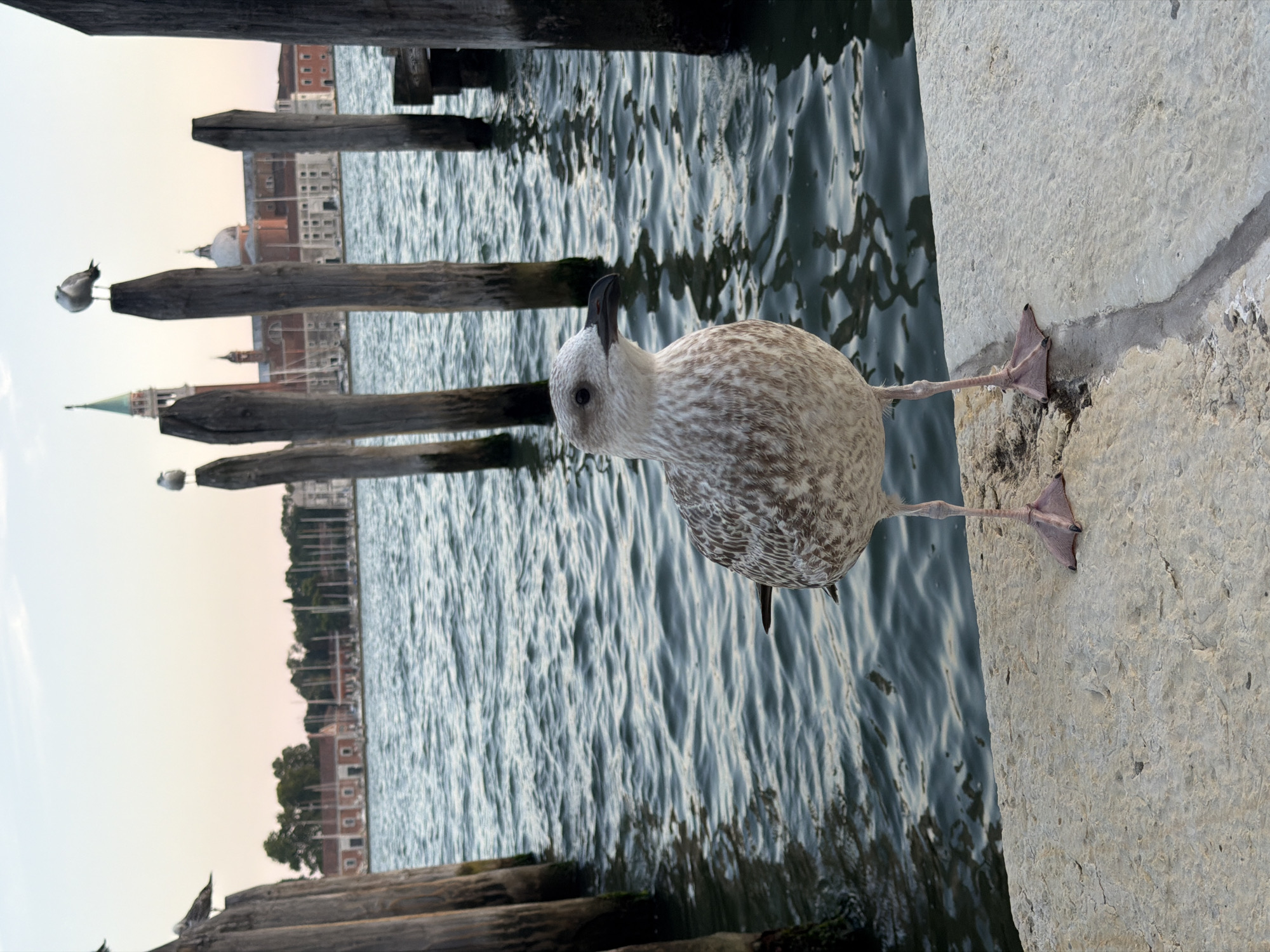 A seagull stands on a concrete ledge overlooking the water in Venice, Italy. In the background, a church with a green spire and a dome is visible, along with a row of buildings and trees. Several wooden posts rise from the water in the mid-ground. The sky is clear and pale, suggesting either sunrise or sunset. The water is calm, with ripples reflecting the surrounding structures.