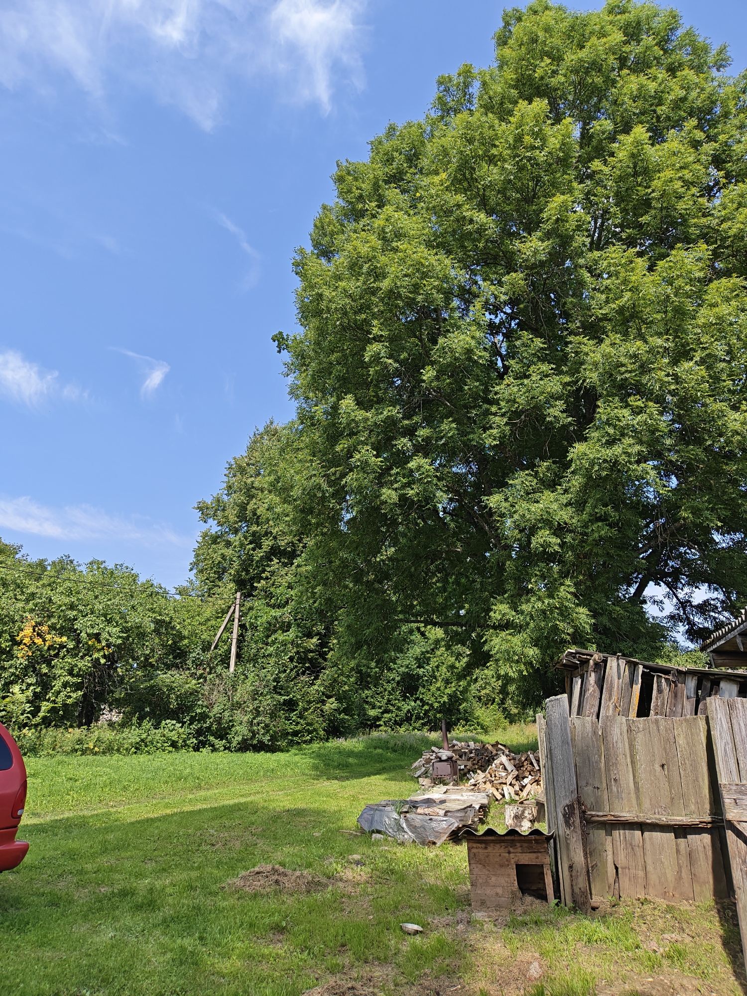 The image depicts a sunny outdoor scene with a large, mature tree dominating the right side of the frame. The tree has abundant green foliage and its branches extend high into the clear blue sky, which is dotted with wispy white clouds. In the foreground, to the left, the rear of a red vehicle is partially visible. The ground is covered in lush green grass. To the right of the tree, there is a dilapidated wooden structure, possibly a shed or fence, constructed from weathered planks. In front of this structure and to the left, a pile of cut firewood is stacked, along with some tarpaulin-covered materials. A small, simple wooden doghouse with a corrugated roof sits on the grass near the firewood. A wooden utility pole with crossbars is visible among the trees in the background, suggesting the presence of infrastructure. The overall impression is one of a rural or semi-rural environment, consistent with the location of Клясціцкі сельскі Савет, Belarus, a region known for its natural landscapes and agricultural activity. There are no people visible in the image.