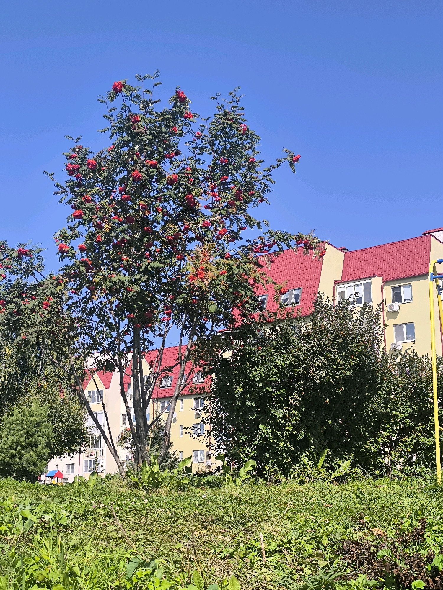 The image depicts a vibrant scene under a clear blue sky, featuring a large rowan tree laden with bright red berries in the foreground. Behind the tree, a modern apartment building with a distinctive red roof and yellow facade stands tall. The building has multiple windows and balconies, and air conditioning units are visible on some of the walls. To the right of the building, a yellow pole, possibly part of a playground structure, is partially visible. Dense green foliage and trees surround the building, creating a sense of an urban park or residential area. The foreground is covered in lush green grass and wild vegetation. The image is likely taken in Yekaterinburg, Russia, given the architectural style of the building and the commonality of rowan trees in the region. There are no people visible in the image. The scene captures a moment of natural beauty juxtaposed with modern urban living.