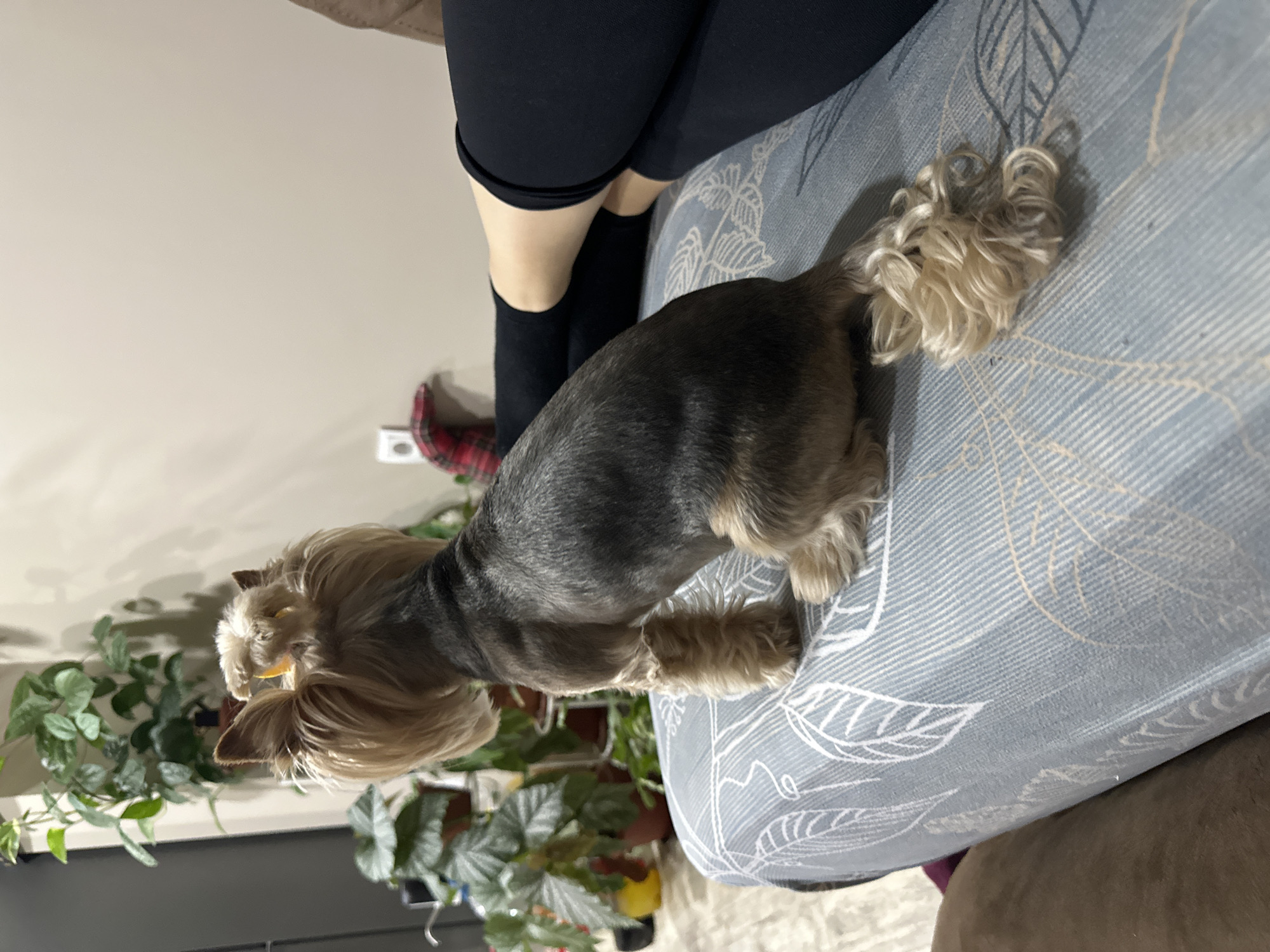 A Yorkshire Terrier with a grey and tan coat sits on a light blue patterned cushion next to a person wearing black leggings and knee socks. The background includes plants and a beige wall. The location is not discernible as Lehchevo, Bulgaria from the provided image.
