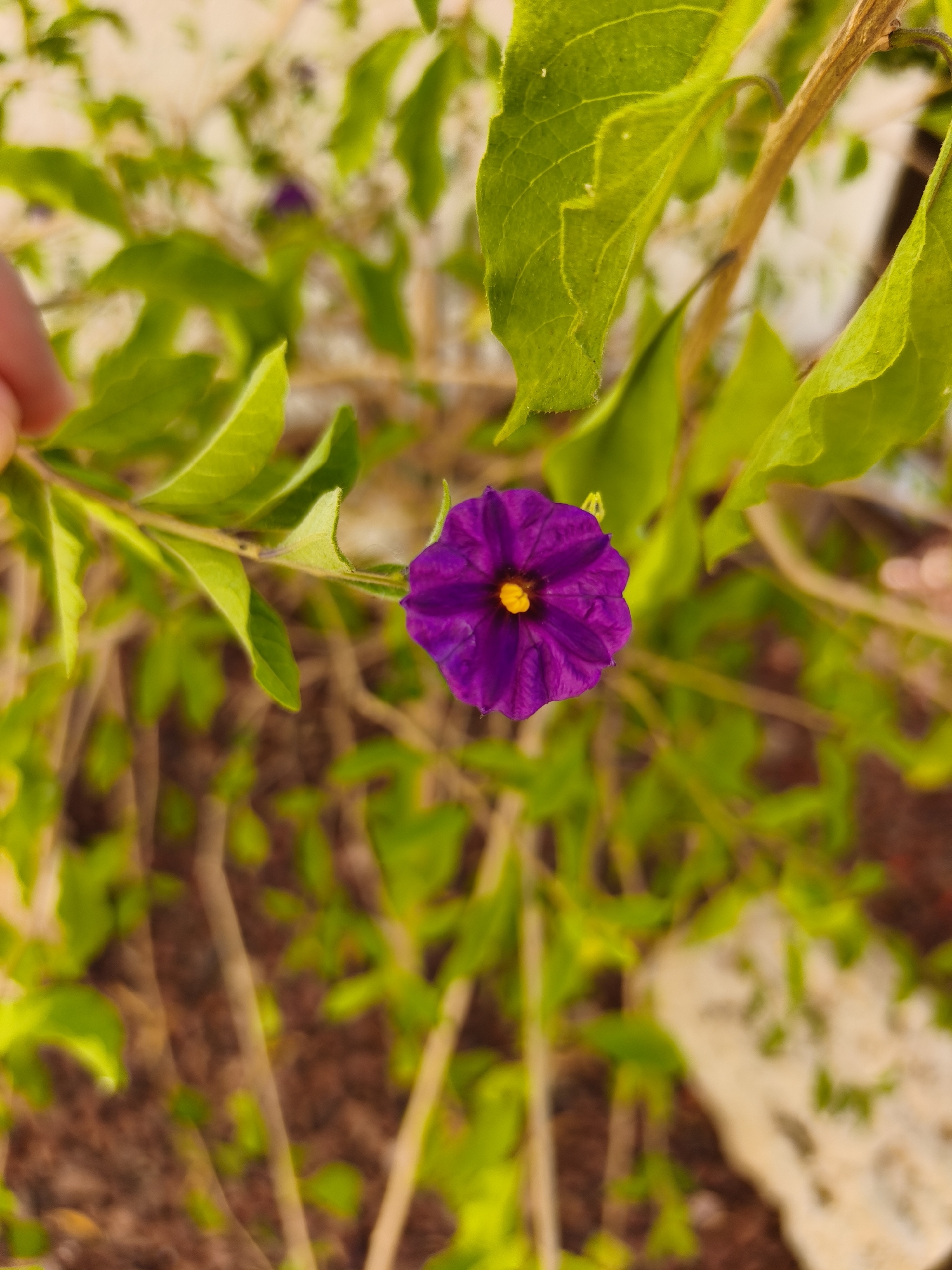 The image is a close-up, eye-level shot of a solitary, vibrant purple flower with a yellow center. The flower is in sharp focus, with its five petals distinctly visible. It is positioned slightly to the left of the frame's center. The flower is attached to a thin, woody stem with several bright green leaves. One hand is visible in the upper left corner of the frame, gently holding a leaf, suggesting a human interaction with the plant.
The background is softly blurred, creating a bokeh effect. It consists of more green foliage, brown earth, and some lighter, textured elements, possibly rocks or dried leaves. The lighting suggests it is daytime, likely outdoors.
There is no visible text in the image. The overall mood is tranquil and natural, highlighting the beauty of the single flower against its verdant surroundings. The location context of Dehesa De Campoamor, Spain, implies a Mediterranean or coastal environment.