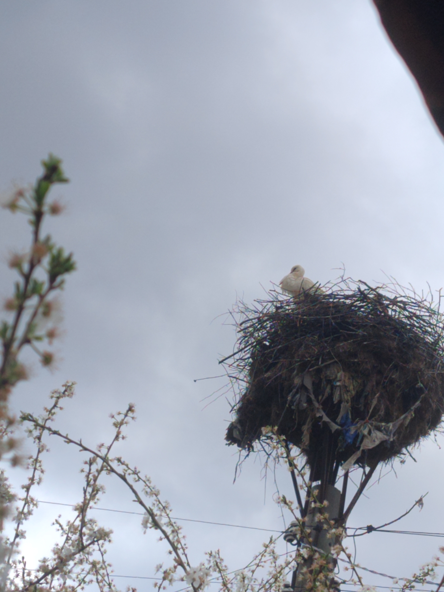 The image shows a stork nest atop a utility pole, likely in Varshilo, Bulgaria. The nest is large and composed of sticks, twigs, and plastic debris. A single white stork sits in the nest. Blooming tree branches are visible in the lower left and across the bottom of the frame. The sky is overcast. A portion of a person's arm is visible in the upper right corner, suggesting the image was taken from a low angle.