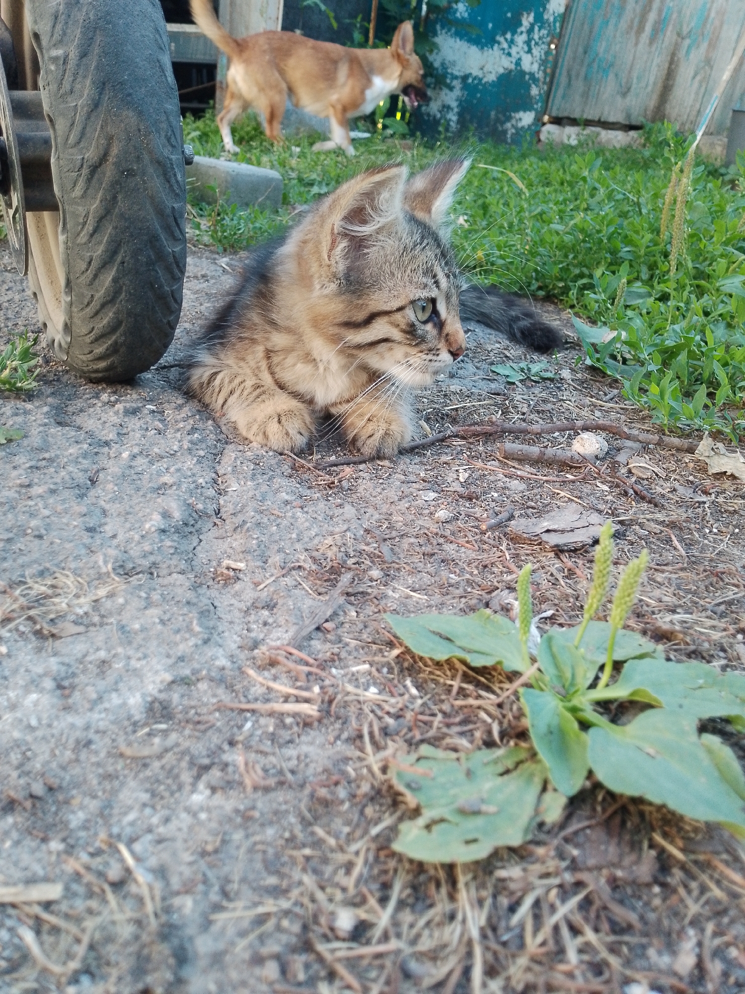 A low-angle, outdoor, close-up shot features a small tabby kitten lying on gravel and dirt. The kitten is facing to the right, with its body partially obscured by a large, worn motorcycle tire on the left side of the frame. In the background, a tan and white dog stands in lush green grass near a weathered, teal-colored wooden structure. The overall scene depicts a casual, rural outdoor setting.