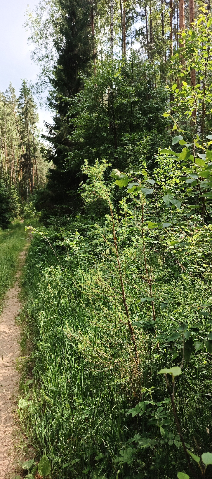 A sandy path winds through a lush green forest in Garevaya, Russia. Tall trees with dark green foliage form a dense canopy overhead, allowing dappled sunlight to filter through. Various types of undergrowth, including ferns and grasses, cover the forest floor. The scene is a natural landscape with no visible signs of human activity.