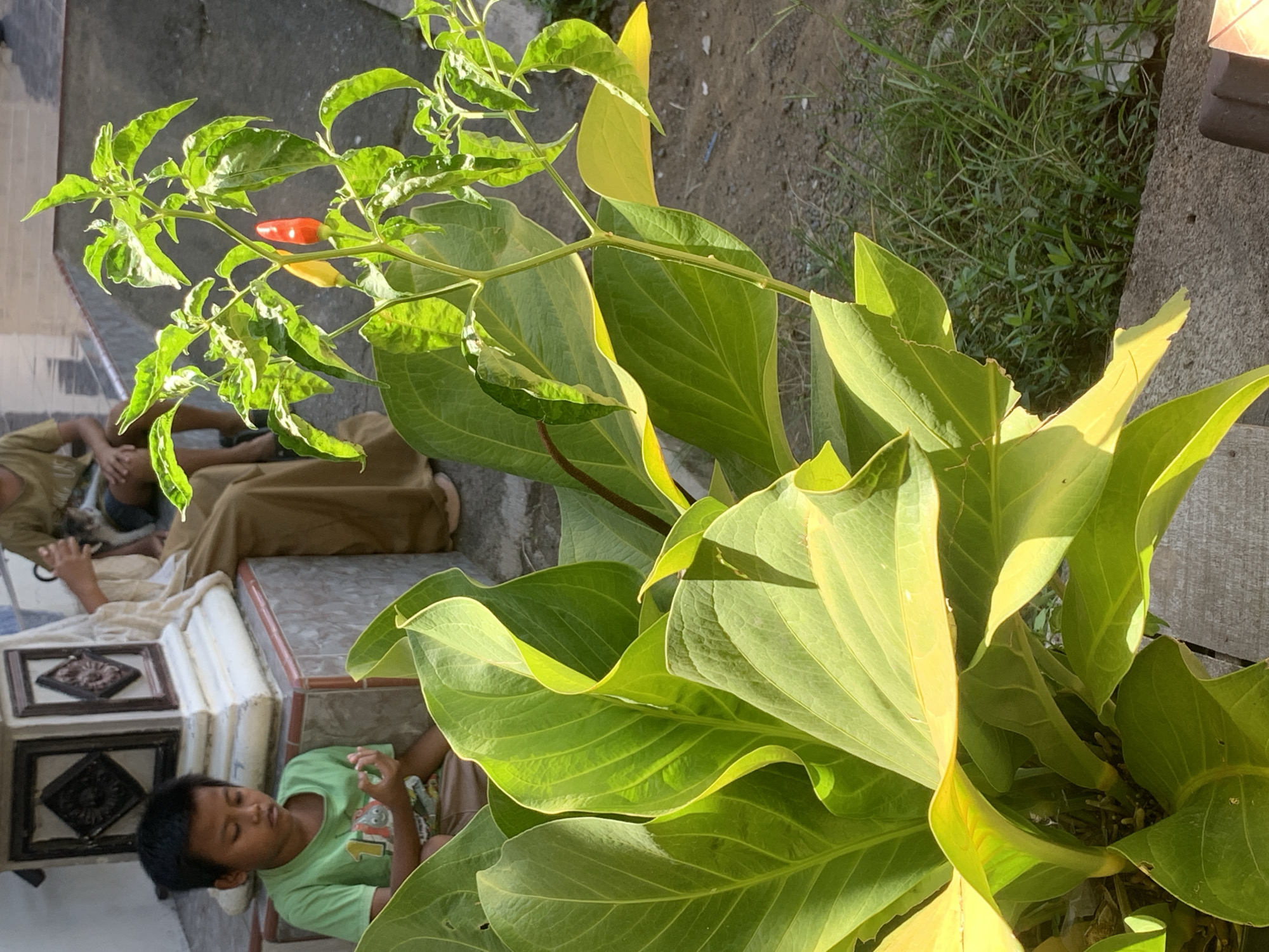 In Jajag, Indonesia, a young boy sits with his eyes closed in a meditative pose, his hands positioned in a mudra, on a stone step outdoors. He wears a green t-shirt with a cartoon character on it and brown shorts. Behind him, another person, partially visible, holds a small cat. In the foreground, large, glossy green leaves of an unknown plant dominate the lower portion of the frame, with a chili plant bearing a red and a yellow chili pepper rising from behind them. The background shows a rough ground surface with scattered grass and debris. The scene is illuminated by bright daylight, casting shadows.