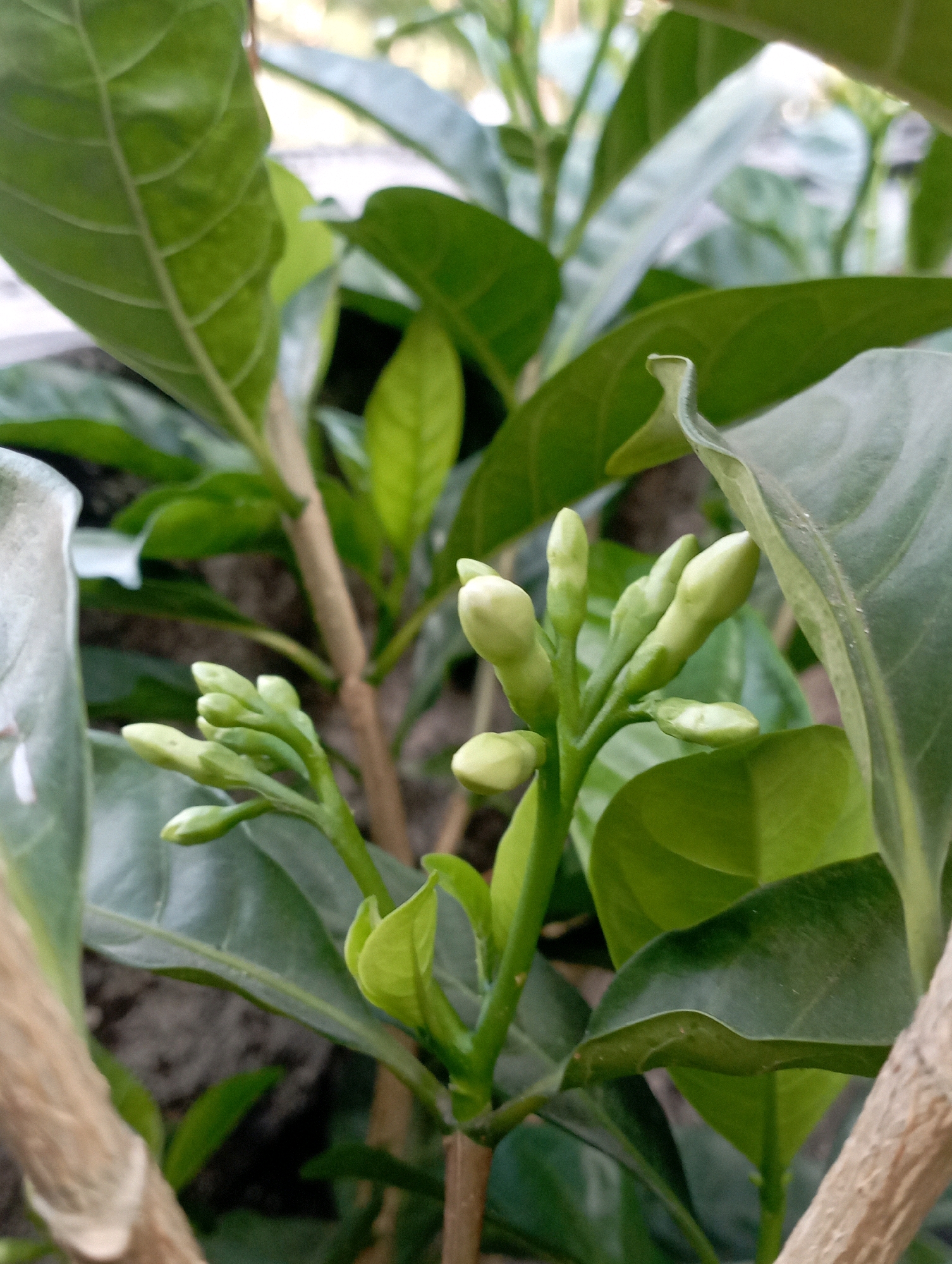 A close-up, eye-level, vertical shot captures a cluster of delicate, light green flower buds emerging from a plant. The buds are tightly packed on slender stems, with some beginning to unfurl slightly. Lush, dark green leaves form a backdrop, their glossy surfaces catching the light. Two thin, light brown branches frame the foreground, one on the left and another on the right, with another similar stem visible further back in the center. The background is softly blurred, suggesting an outdoor environment, possibly a garden or park. The scene is devoid of human presence and any discernible activity. The image is likely taken in Depok, Indonesia, given the context provided by the prompt.