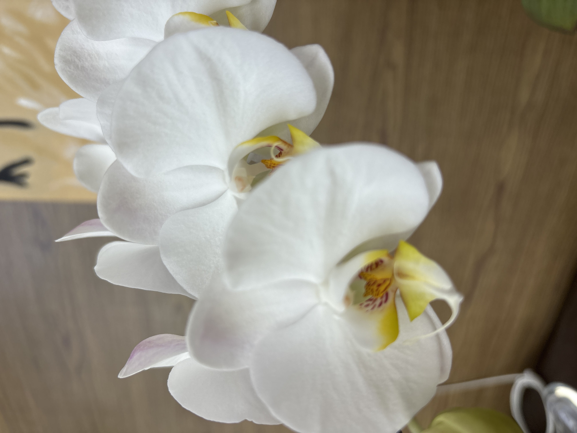 A close-up shot shows several white orchid flowers in bloom. The flowers are mostly white with yellow and some reddish-brown markings in their centers. The background appears to be a light brown, possibly a wall or surface with a wood-grain pattern. The exact location in San Bernardino Tlaxcalancingo, Mexico cannot be determined from this single image.