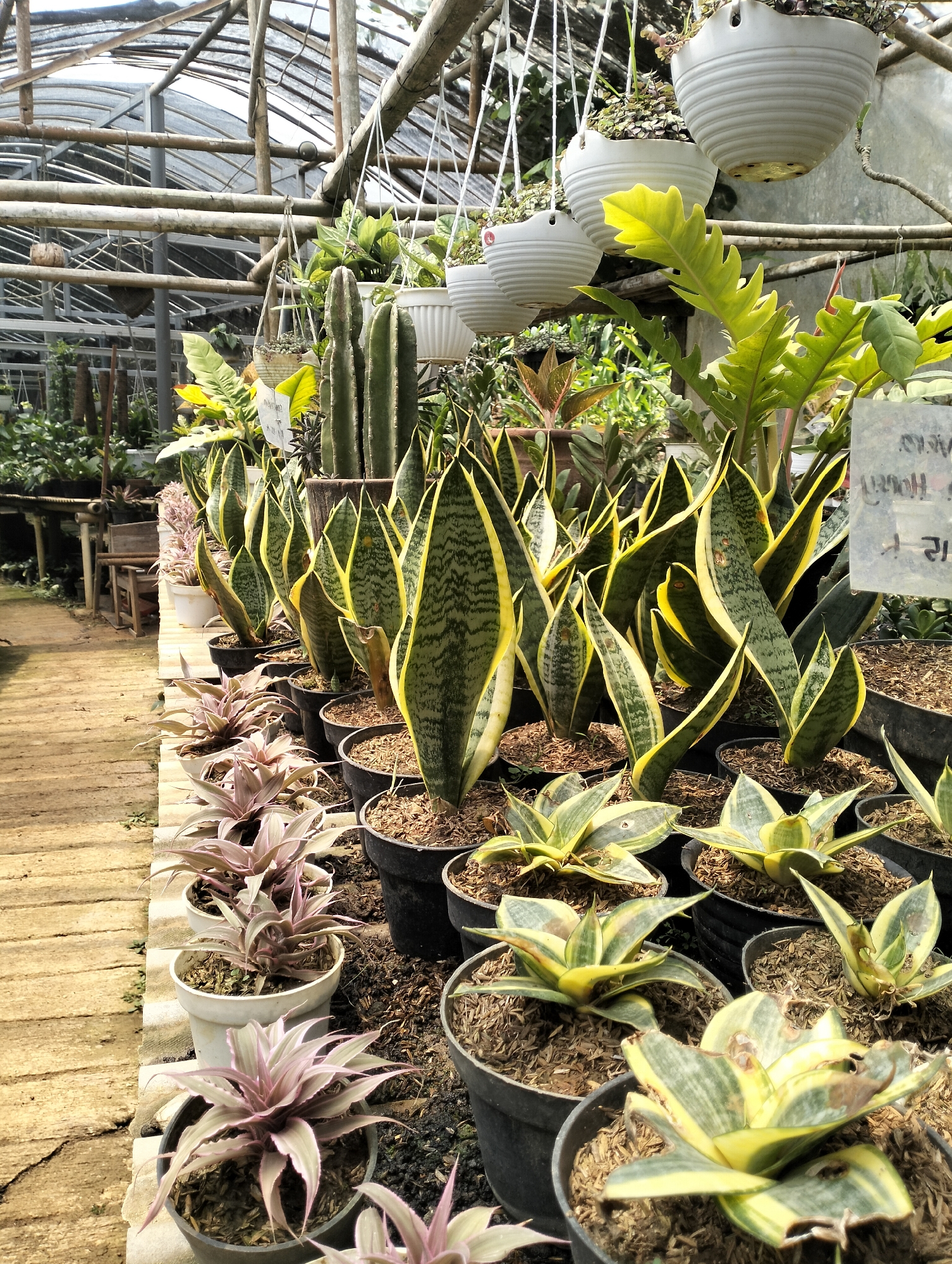 The image depicts an outdoor plant nursery located in Banjarejo, Indonesia. The scene is dominated by rows of potted plants, primarily snake plants (Sansevieria trifasciata) with their characteristic green and yellow striped leaves, and several smaller succulents with pinkish-purple foliage. These are arranged on a raised, concrete-like border that runs alongside a pathway made of wooden planks. In the background, a greenhouse structure is visible, with its wooden beams and transparent roofing material suggesting it's a protected growing environment. Hanging from the greenhouse structure are several white planters filled with more greenery. The overall impression is one of organized cultivation and a wide variety of potted plants for sale or display. There are no people or animals present in the image.
