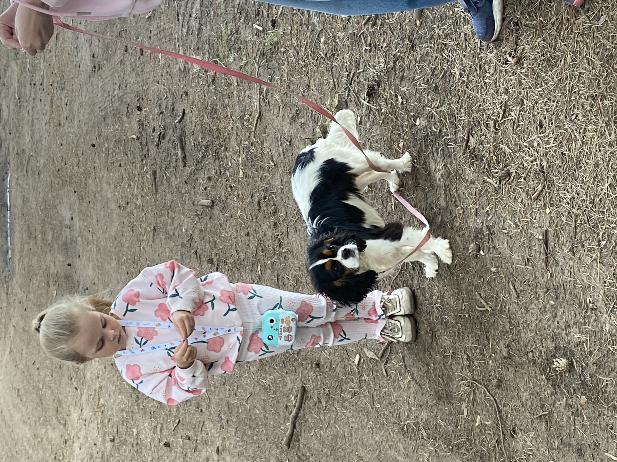 A young girl with blonde hair tied back is walking a small, black and white dog on a pink leash. She is wearing a pink tracksuit with a floral pattern and white sneakers. A small, blue toy camera is attached to her pants. The dog is a Cavalier King Charles Spaniel. To the left of the girl, a person's arm is visible, also holding the leash. The scene appears to be outdoors, with a ground covered in dirt and dry grass. The lighting suggests it is daytime. The overall mood is relaxed and casual, possibly a walk in a park or wooded area. The location is Votkinsk, Russia.