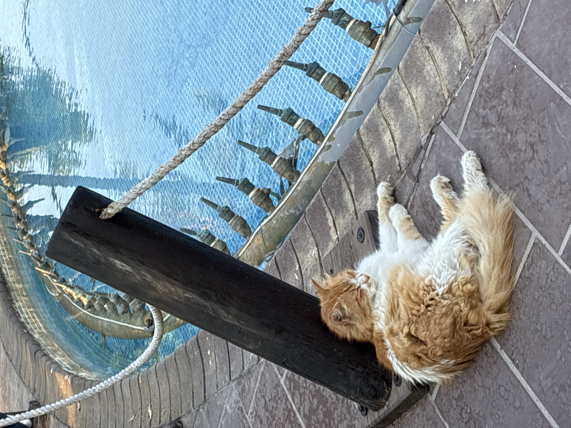 A ginger and white cat is resting on a tiled area next to a swimming pool. The cat is lying on its side with its eyes closed. A thick, dark wooden post is propped against a metal railing that surrounds the pool. A thick rope runs along the railing. The swimming pool is tiled in blue and appears to have some water features or jets visible below the surface. The tiled area shows some wear and tear. The scene is outdoors.