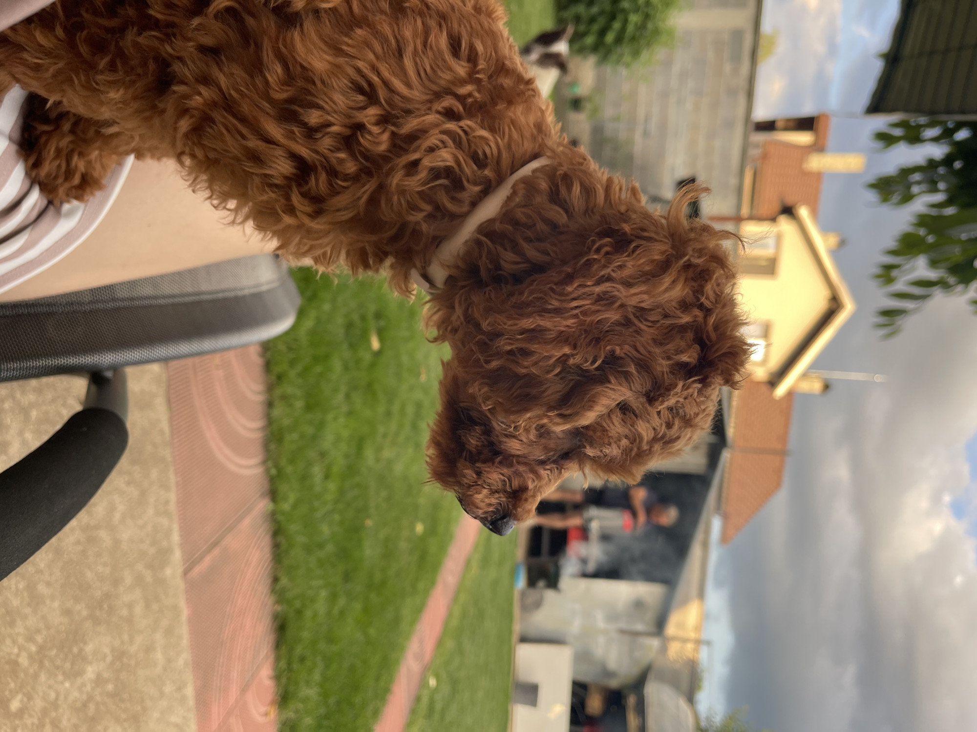 The image presents a detailed, eye-level view of a small, reddish-brown curly-haired dog, likely a poodle or poodle mix, sitting in profile on a person's lap, looking towards the right side of the frame. The scene is set outdoors in what appears to be a residential backyard or garden, consistent with a suburban area of Sofia, Bulgaria.
The dog, positioned in the left foreground, exhibits dense, apricot-colored fur and wears a pale-colored collar around its neck. Its dark, moist nose is slightly upturned as it gazes intently into the distance. Below the dog, a section of a human leg, clad in light-colored striped fabric, and the dark, padded armrest of a chair are visible, indicating the dog is seated on a lap.
Immediately behind the dog and stretching into the midground is a well-maintained green lawn. A reddish-brown paved path, featuring subtle circular patterns, runs horizontally across the midground, separating the lawn from the foreground patio area. To the far left, partially obscured by the main dog, a second, mostly white dog with dark patches is visible standing on the grass. Dense green foliage and shrubbery are visible along the left edge of the garden.
In the blurred background, a series of structures and human activity unfolds under a partially overcast sky, illuminated by soft, diffuse light typical of late afternoon or early evening. On the left, a light-colored, possibly cream or yellow, house with a distinct reddish-brown tiled roof and a prominent chimney is visible behind a low, grey concrete block wall. Another, more distant house with a similar roofline is partially visible behind the first. To the right, a blurred figure of a person, appearing male and dressed in a dark shirt and light shorts, stands next to an outdoor cooking station, from which faint smoke or steam emanates, suggesting an ongoing barbecue or meal preparation. Further right, additional outbuildings with corrugated roofs are present.