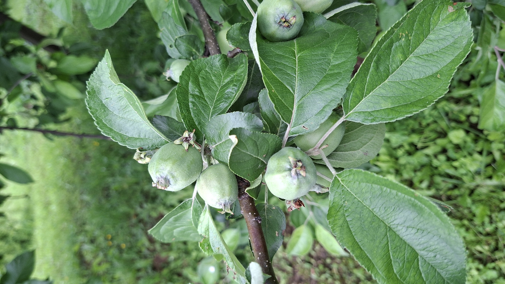 This is a close-up, eye-level, vertical shot of a branch of a young apple tree with several small, green, unripe apples. The apples are round with slightly pointed bottoms and show remnants of the blossom at the top. The leaves are vibrant green, with serrated edges and prominent veins, some with a slightly fuzzy texture. The branch itself is brown and woody, with small dark spots. The background is softly blurred, showing more green foliage and grass, suggesting an outdoor setting in a rural or garden environment. The lighting is natural and diffused, indicating an overcast day or a shaded area. The image was taken in the city of Bolshoy Bukor, Russia.