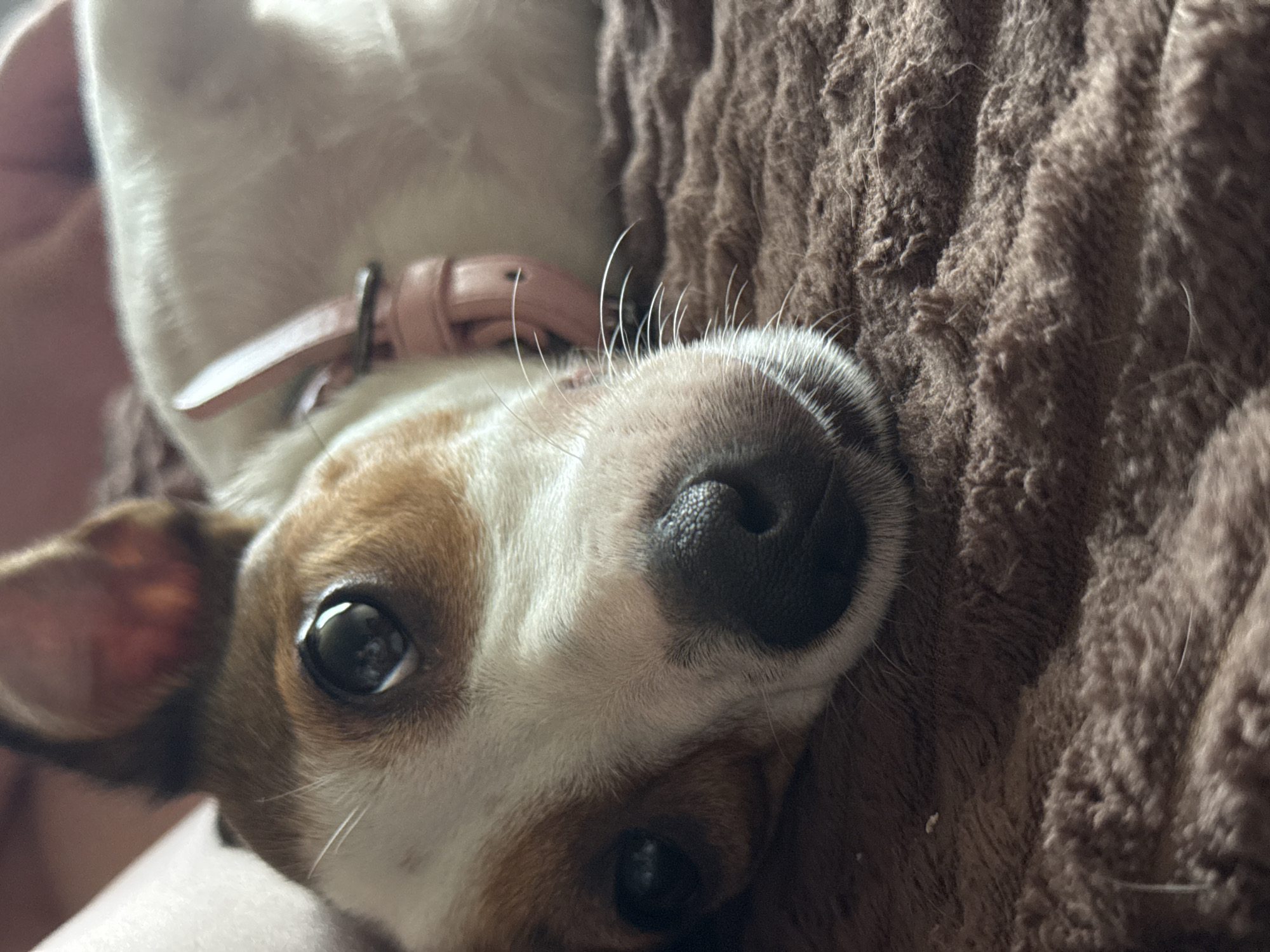 A close-up shot shows a Jack Russell Terrier dog resting on a brown, fluffy blanket. The dog's head is positioned at an angle, with its left eye clearly visible and reflecting light. Its nose is dark and textured. The dog is wearing a pale pink collar with a metallic buckle. The background is out of focus, showing what appears to be human skin and fabric. There is no identifiable information suggesting the location is Moscow, Russia.