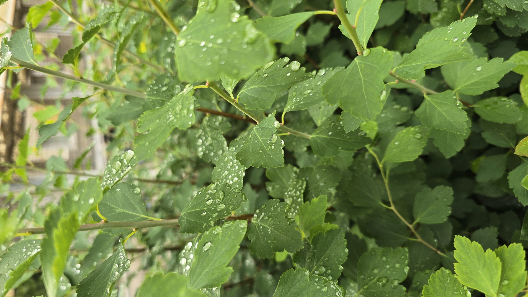 The image captures a vibrant close-up of lush green foliage, likely from a shrub or bush, heavily adorned with clear water droplets. The leaves are small to medium-sized, displaying various shades of green, some lighter and others darker, with finely serrated edges. Numerous individual water beads cling to the surfaces of the leaves and some visible stems, reflecting light and indicating recent rain or dew.
No people are present in the scene. The primary activity depicted is the natural aftermath of precipitation.
The lighting suggests it is daytime, possibly morning after dew or rain, or late afternoon, given the soft, diffused quality of light without harsh shadows. The overall impression is one of freshness and vitality. The background is softly blurred, revealing indistinct shapes and lighter tones that suggest a structure or wall, along with further out-of-focus greenery. There is no visible text. The setting is in Kyiv, Ukraine, and portrays a natural, serene moment following moisture.