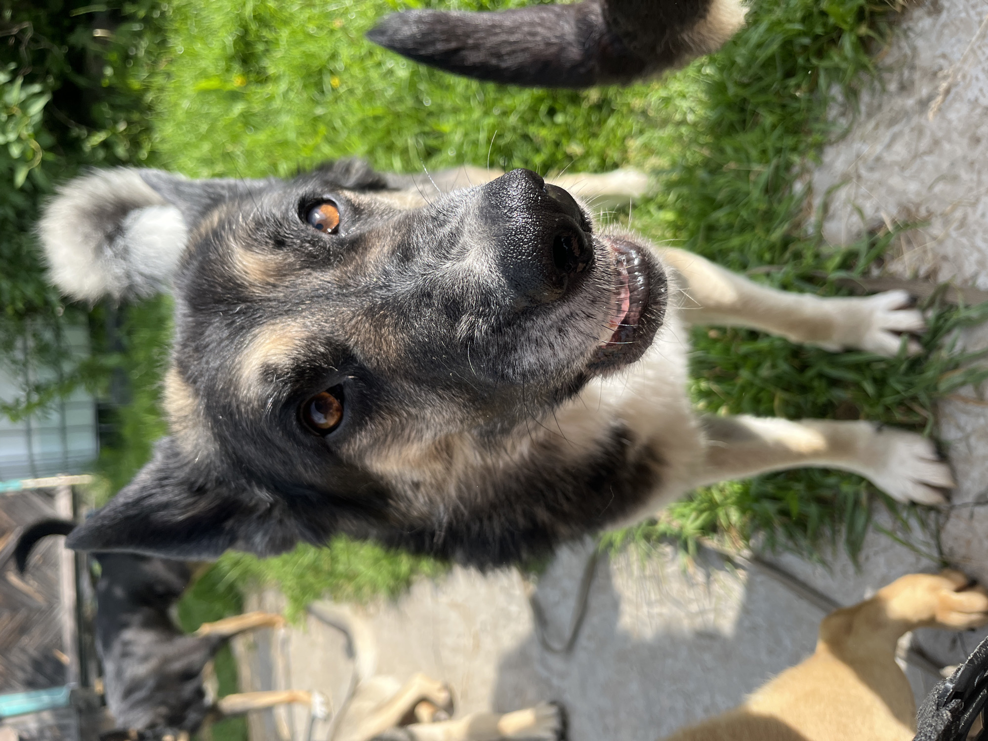 In Nizhny Tagil, Russia, this image captures an outdoor scene featuring multiple dogs in a yard. A large German Shepherd-type dog is in the foreground, its face filling the frame, with sharp, amber eyes and a black nose. Its mouth is slightly open, revealing teeth and pink gums. Behind this dog, another German Shepherd-type dog is visible, with a black coat and tan legs, standing on a concrete path. To the left, a lighter-colored dog, possibly a puppy, is partially visible, its hindquarters and paws on the concrete. The background consists of green grass and a wooden fence, with what appears to be a large white plastic water tank. The overall setting suggests a rural or semi-rural residential area.
