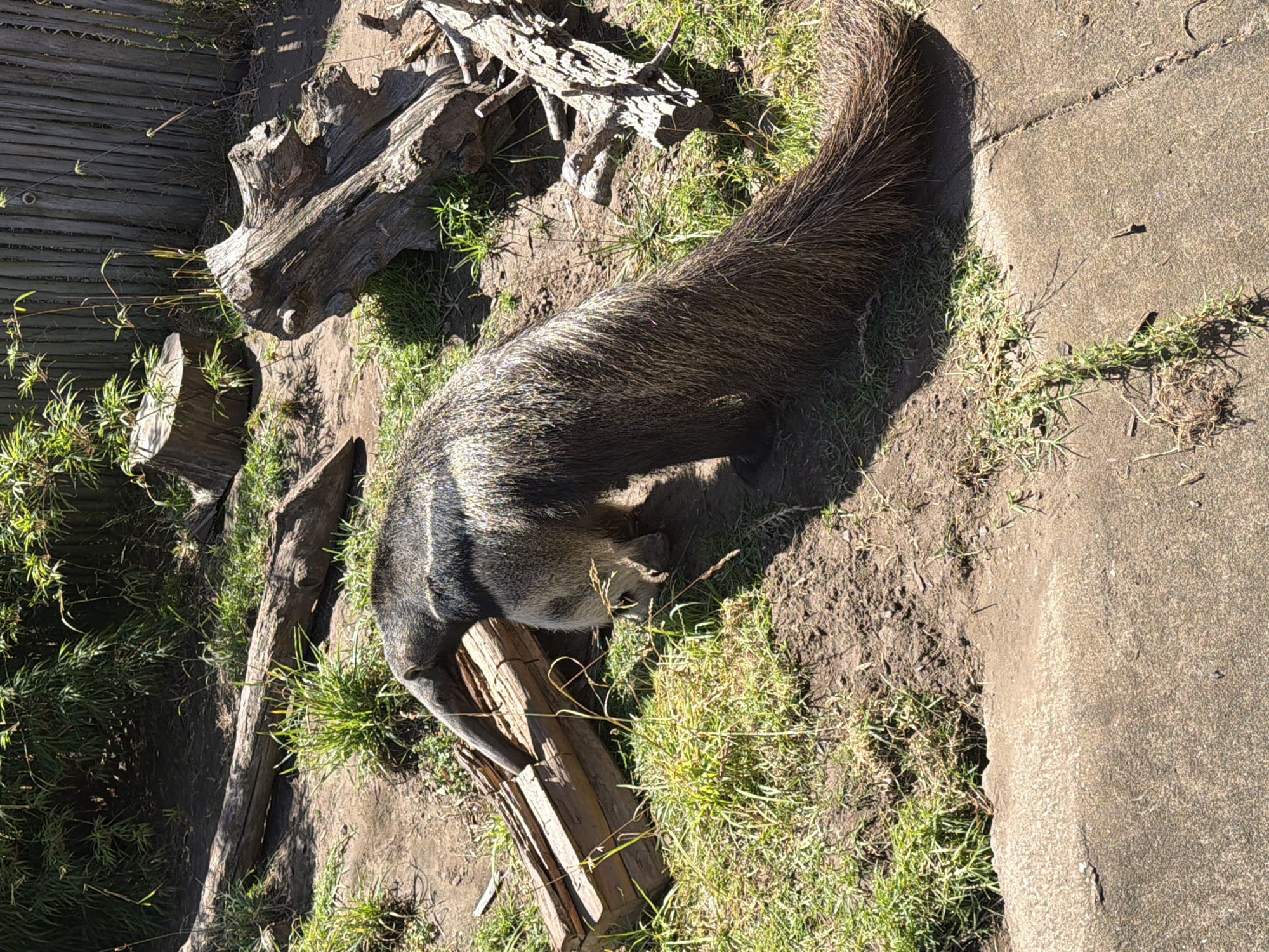 A full shot shows a giant anteater at the San Francisco Zoo. The anteater is in profile, facing left, with its long snout touching a wooden structure. It has a shaggy, dark brown coat with a distinctive white stripe running down its back. The anteater's large, bushy tail is visible behind it, trailing onto the ground. The ground is covered in dirt, patches of dry grass, and some scattered twigs. In the background, a wooden fence made of vertical planks can be seen. Several logs and stumps are scattered around the enclosure, some covered in moss. Sunlight casts shadows on the ground, indicating it is daytime.
