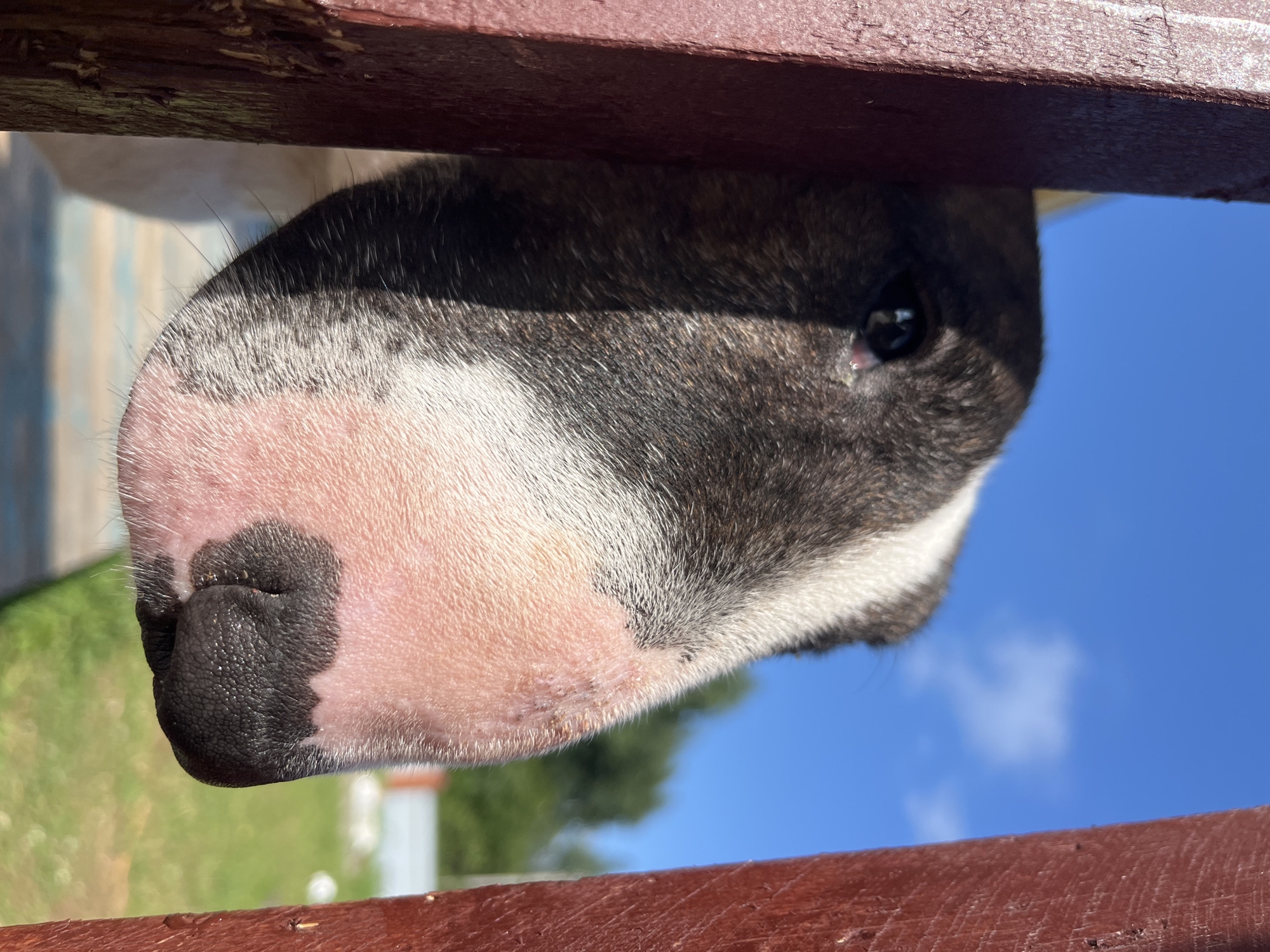 An extreme close-up, low-angle shot focuses on the face of a white and black bull terrier peeking through a gap in a reddish-brown wooden fence. The dog's snout, with its pink, wrinkled skin and black nose, is prominently featured and in sharp focus. A large patch of black fur extends from the dog's head down to its eye, which is partially visible and dark. The background is blurred, showing a bright blue sky with a few wispy clouds, green grass, and trees. The overall impression is one of curiosity or playful observation. The image does not contain any specific landmarks or elements that would allow for a precise location to be identified within the city of Chaikovsky, Russia.
