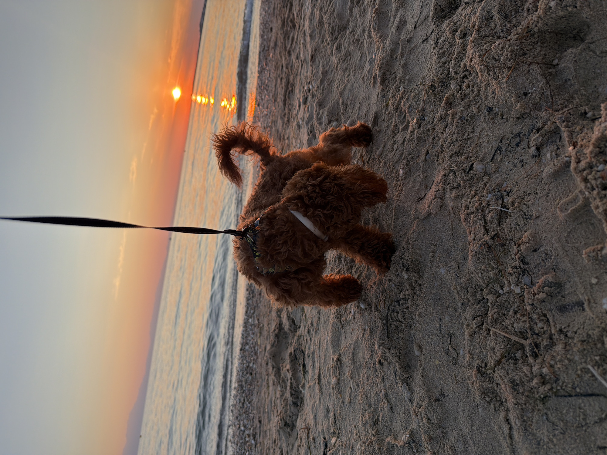 A small, curly-haired brown dog stands on a sandy beach at sunset. The dog is on a leash, which is held vertically upwards and out of frame. The leash attaches to a patterned collar around the dog's neck and a white harness. The dog is facing away from the camera, looking towards the sea. The setting sun casts a warm orange and yellow glow across the sky and reflects on the calm water. The waves are gently lapping at the shore, which is covered in sand and small pebbles. In the distance, a faint silhouette of mountains can be seen against the horizon. The overall mood of the image is serene and peaceful. The location is the beach at Πόρτες, Greece.