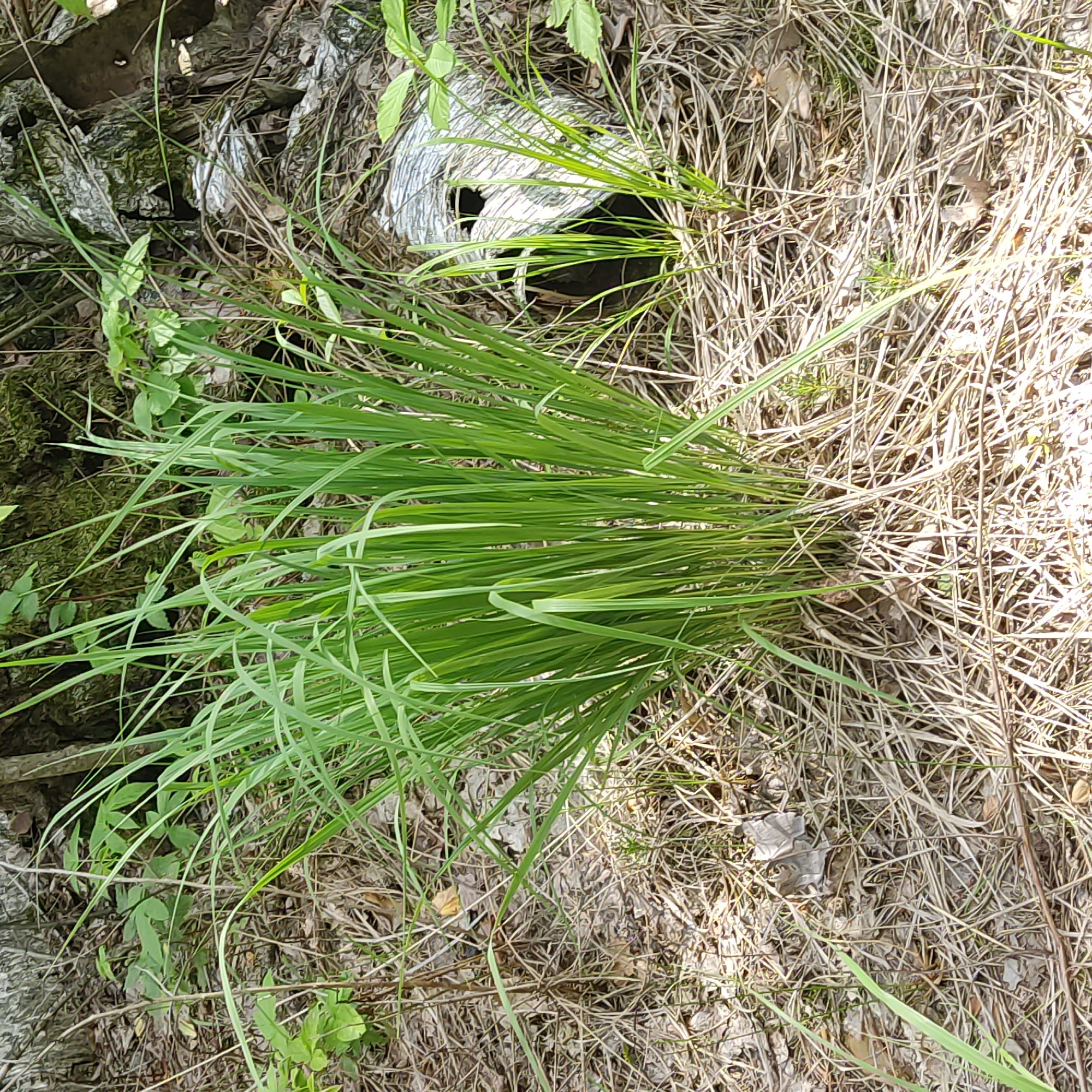 A clump of bright green grass grows in a patch of dry, brown leaves and twigs, suggesting a forest floor or a natural area. In the background, to the right of the grass, is a partially obscured, weathered object that appears to be a piece of discarded material, possibly plastic or metal, with a circular opening and a textured, light-colored surface. The surrounding environment is shaded, with hints of trees and foliage in the distance.