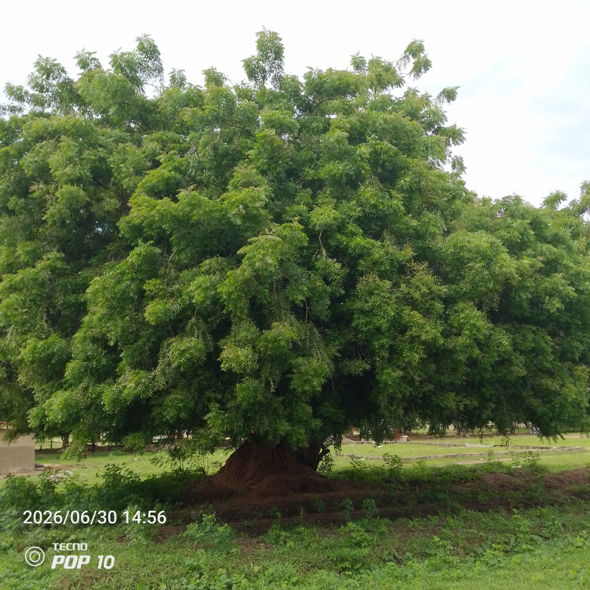 The image depicts a large, mature neem tree with dense, green foliage, dominating the center of the frame. The tree has a thick, textured trunk that appears to be rooted in dark soil. The ground around the base of the tree is covered in a layer of mulch or soil, with grass and smaller plants growing in the foreground and background. In the middle ground, there is a grassy area with a pathway or demarcated border made of concrete blocks. To the far left, a small part of a building with a concrete exterior is visible. The sky above is overcast and light in color. In the bottom left corner of the image, a timestamp "2026/06/30 14:56" and a "TECNO POP 10" watermark are present. The scene is likely an outdoor public space or park within the city of Jalingo, Nigeria, given the presence of the neem tree, common in the region, and the architectural style of the building fragment. No people or specific actions are depicted.