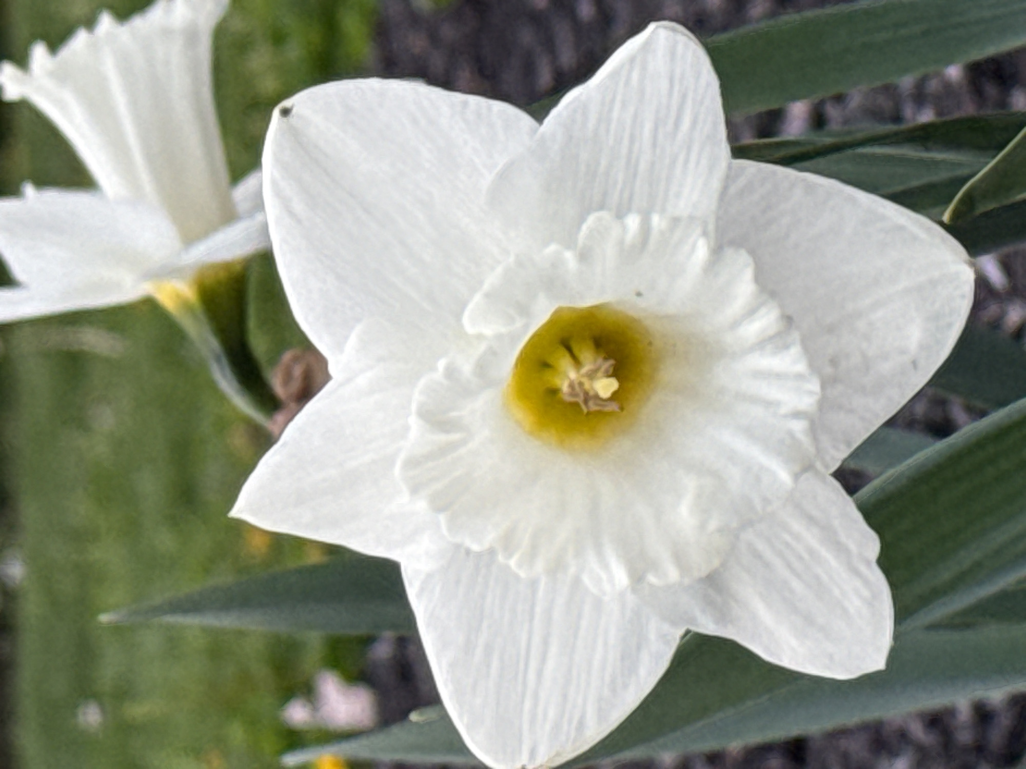 A close-up shows two white daffodils in bloom. One daffodil is fully open, revealing a ruffled, white inner cup with a yellow center. The second daffodil is partially visible in the background. Green foliage is visible around the flowers. The image appears to have been taken outdoors. The specific location within Grove City, United States of America, cannot be determined from the provided image.