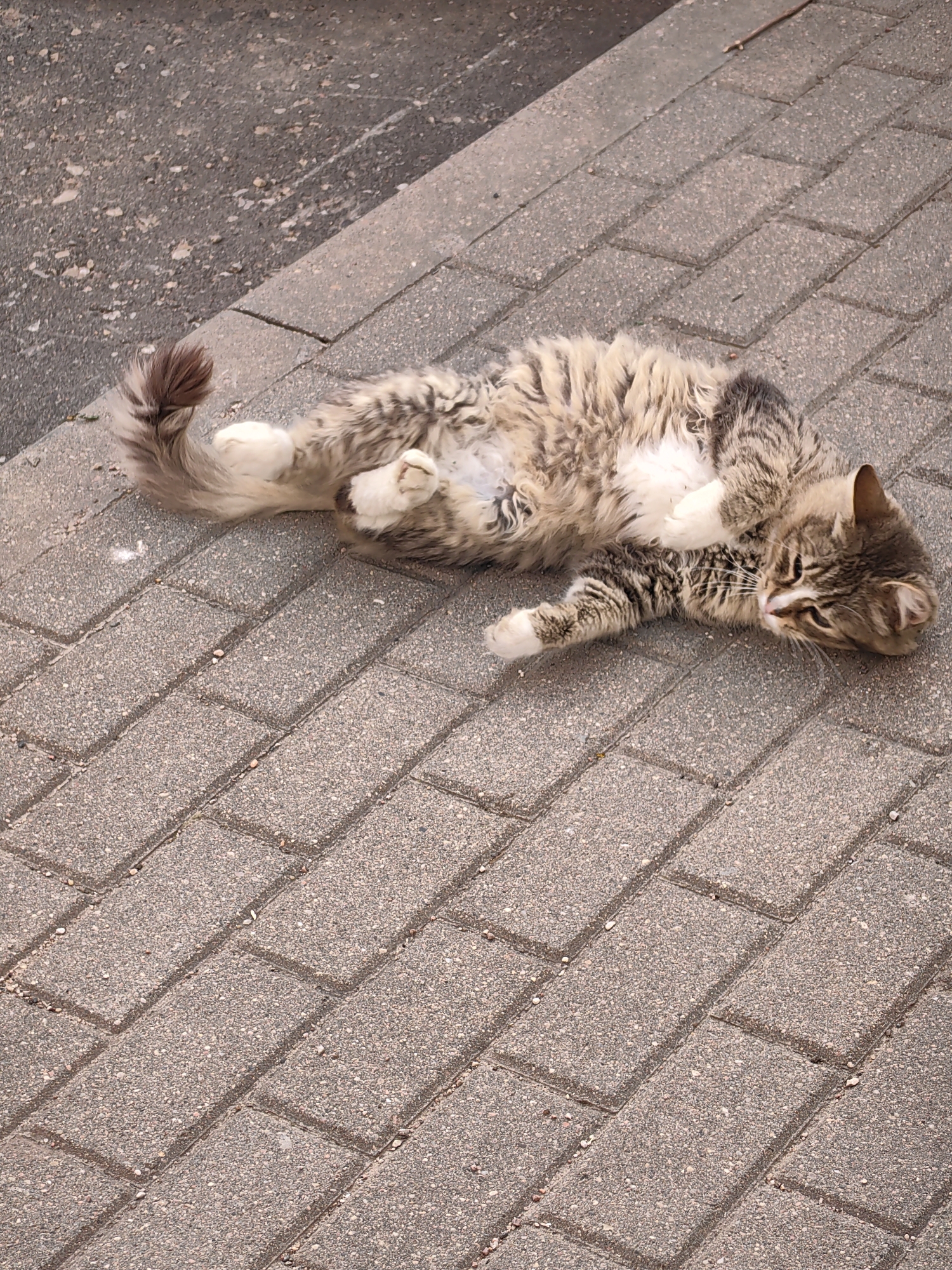 A tabby cat is lying on its back on a brick sidewalk in Fanipal, Belarus. The cat is mostly brown and white with black stripes. It has its paws in the air and its belly exposed. The cat's tail is curled up over its back. The sidewalk is made of gray bricks and there is some gravel on the ground. In the background, there is a sidewalk with asphalt.