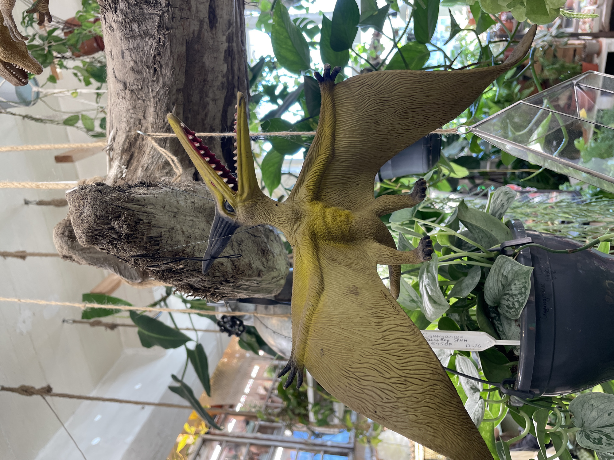 The image displays an elaborate indoor plant display featuring dinosaur figures. The central subject is a large, detailed pterodactyl figure, predominantly tan-yellow with spread wings, an open mouth revealing numerous teeth, and textured skin. It appears to be hanging or flying amidst lush green foliage. A partial view of another dinosaur figure, possibly a Tyrannosaurus Rex, is visible in the upper left corner, also depicted with an open, toothy mouth.
The setting appears to be a plant shop, nursery, or a botanical exhibition in Saint Petersburg, Russia. Abundant green plants, including a variety with silvery-green variegated leaves, are arranged around a prominent, gnarled tree trunk or branch. Several natural fiber ropes are visible, suggesting a multi-tiered or hanging display structure for the plants and figures. A dark plant pot is visible on the right, containing a plant. A clear, geometric glass terrarium-like object is also partially visible on the right side of the frame.
The activity is a static display designed to create an immersive scene. A white plant tag is attached to the pot on the right, bearing the text "Сциндапсус" (Scindapsus), "Сильвер Энн" (Silver Ann), "15450р." (15450 rubles), and "D-16," indicating the plant type, cultivar, price, and an identifier. The scene is brightly lit, suggesting it is daytime. No people are visible, and the overall impression is one of a vibrant, carefully curated naturalistic exhibit with a prehistoric theme.