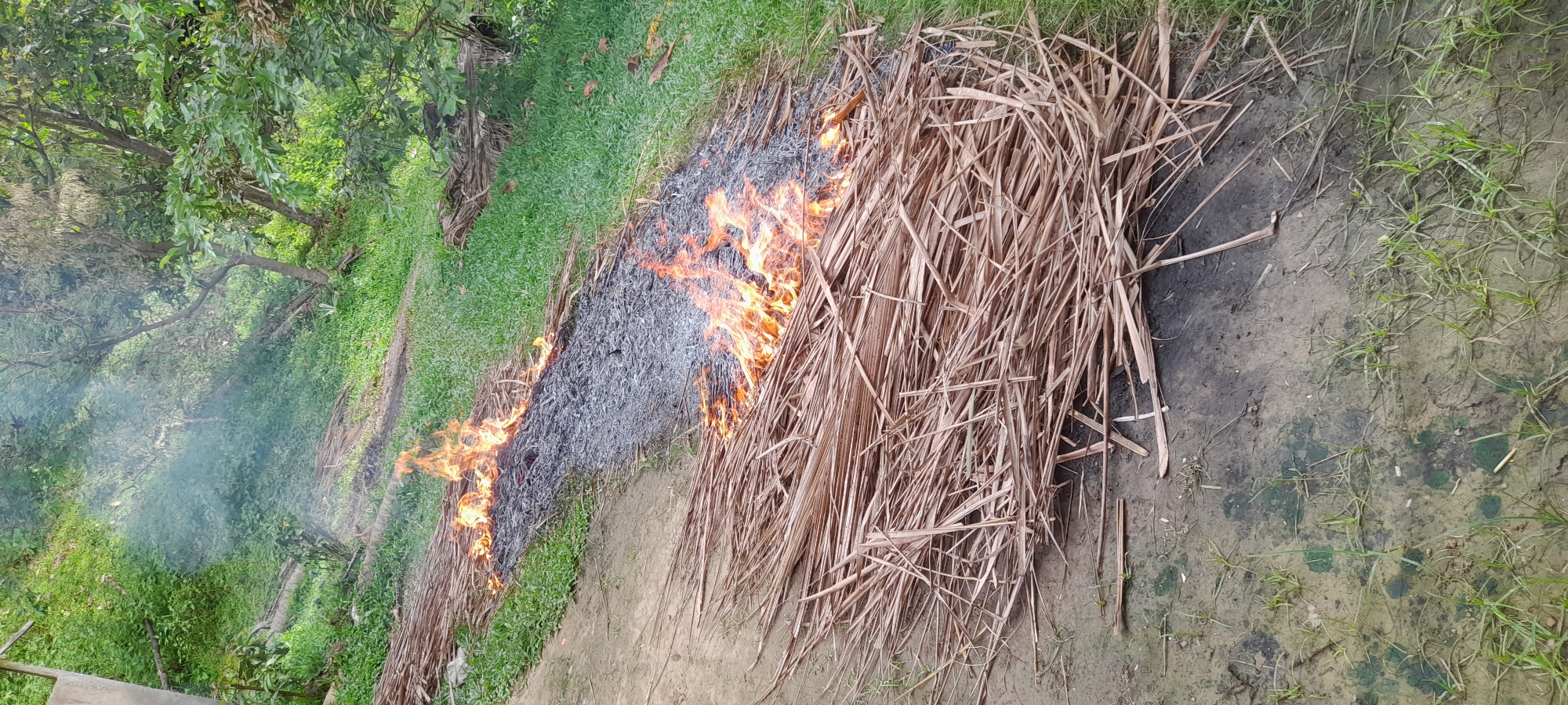 The image shows a fire burning in a grassy area in Palohpanyang, Indonesia. The fire appears to be fueled by dried palm fronds or similar plant matter. Some of the fronds remain unburnt next to the fire. The area surrounding the fire consists of green grass, trees, and muddy ground. There are no people visible in the image. Smoke is rising from the fire.