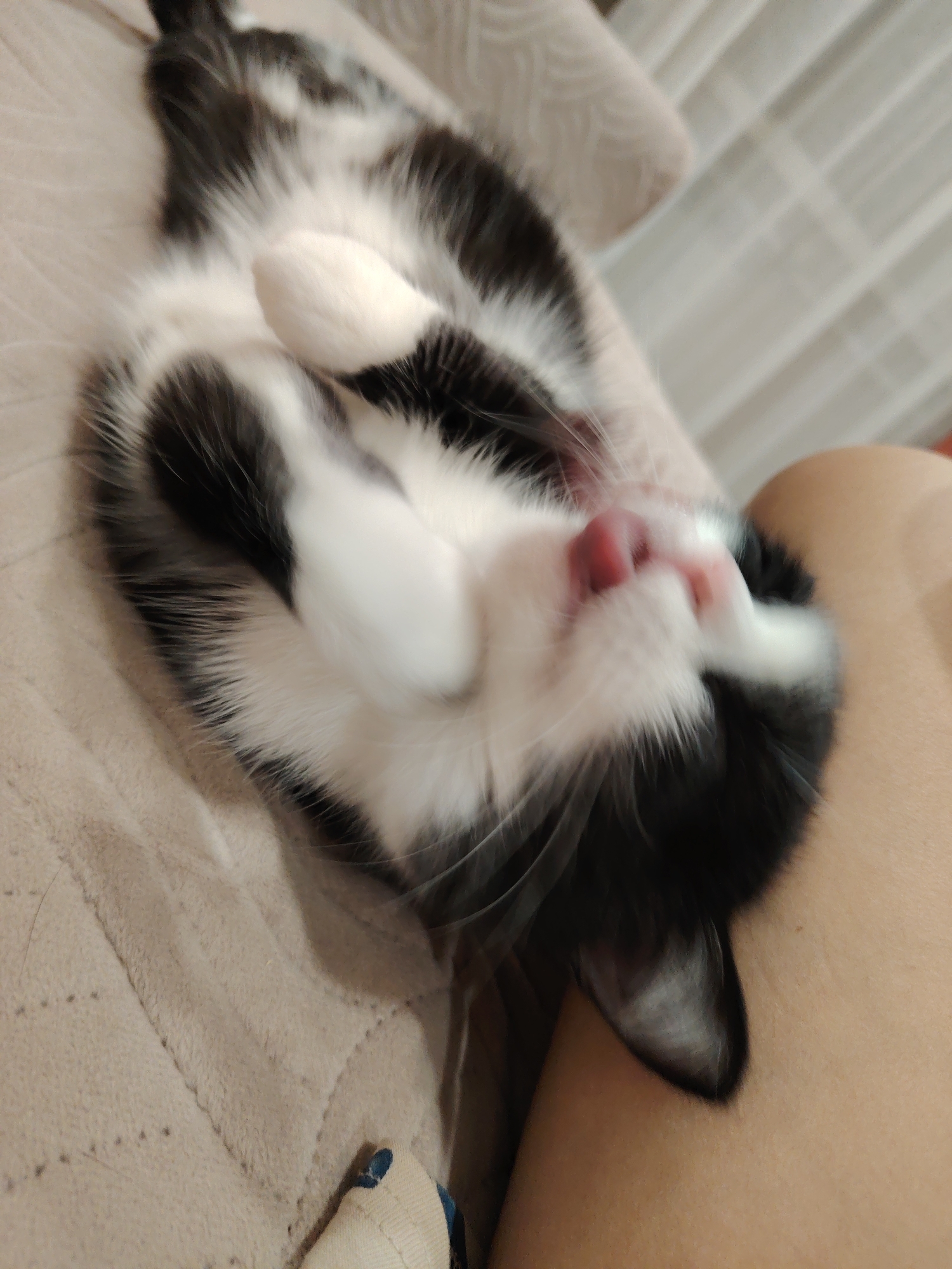 A black and white cat is lying on its back on a textured blanket. Its front paws are crossed over its chest, and its tongue is sticking out. The cat's eyes are closed. The background is blurred and appears to be a light-colored curtain. The image is taken from a close-up perspective.