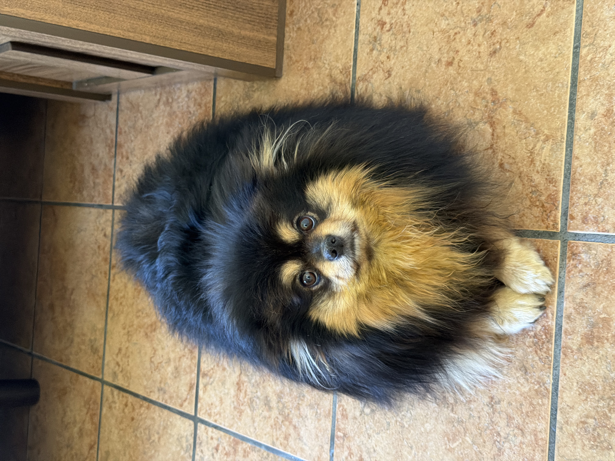 A Pomeranian dog with black and tan fur lies on a light brown tiled floor. The floor is covered with square tiles. The dog is near the edge of a cabinet with wooden paneling. The location is in Cuautla, Mexico, based on information provided.